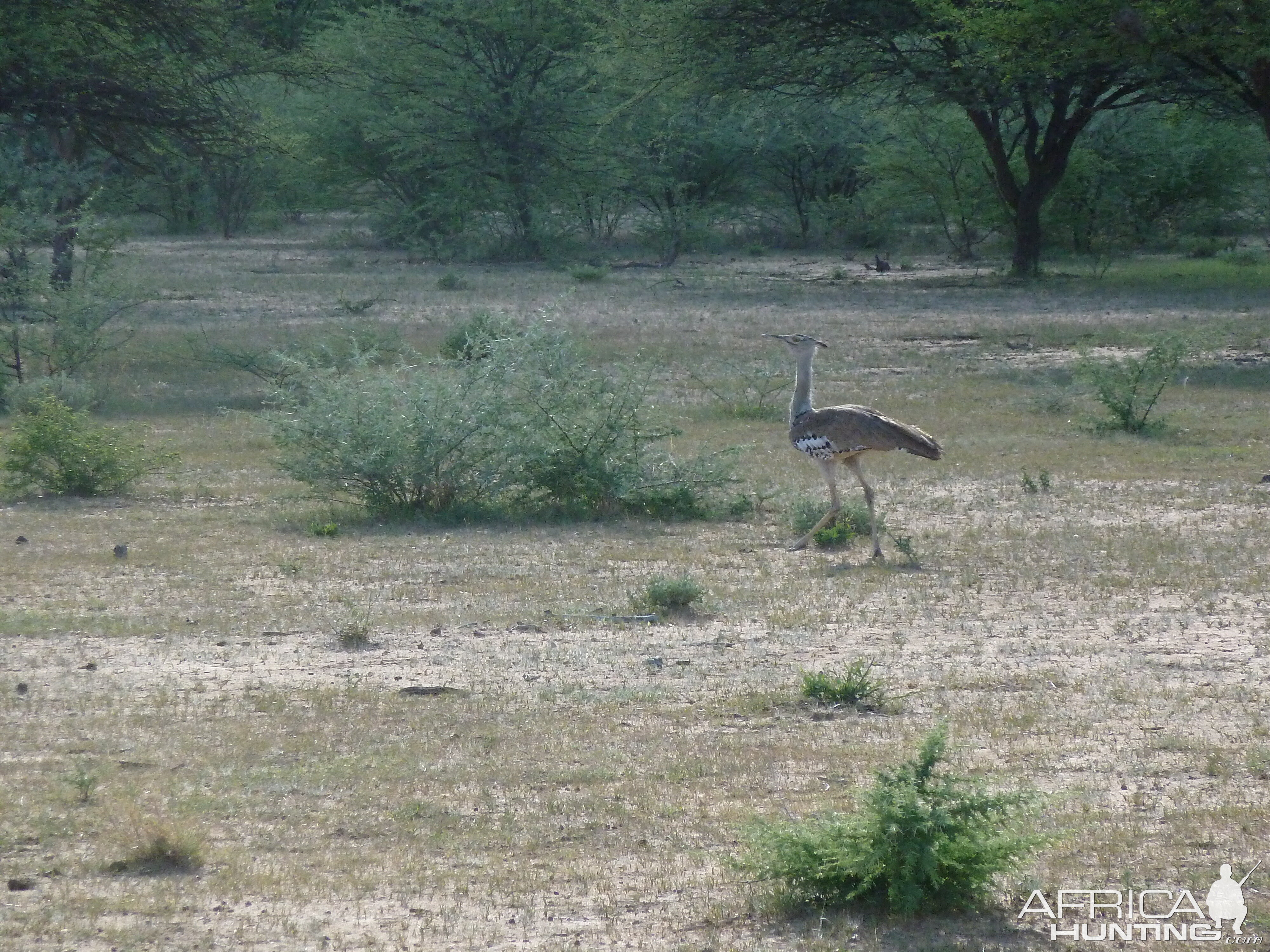 Kori Bustard Namibia