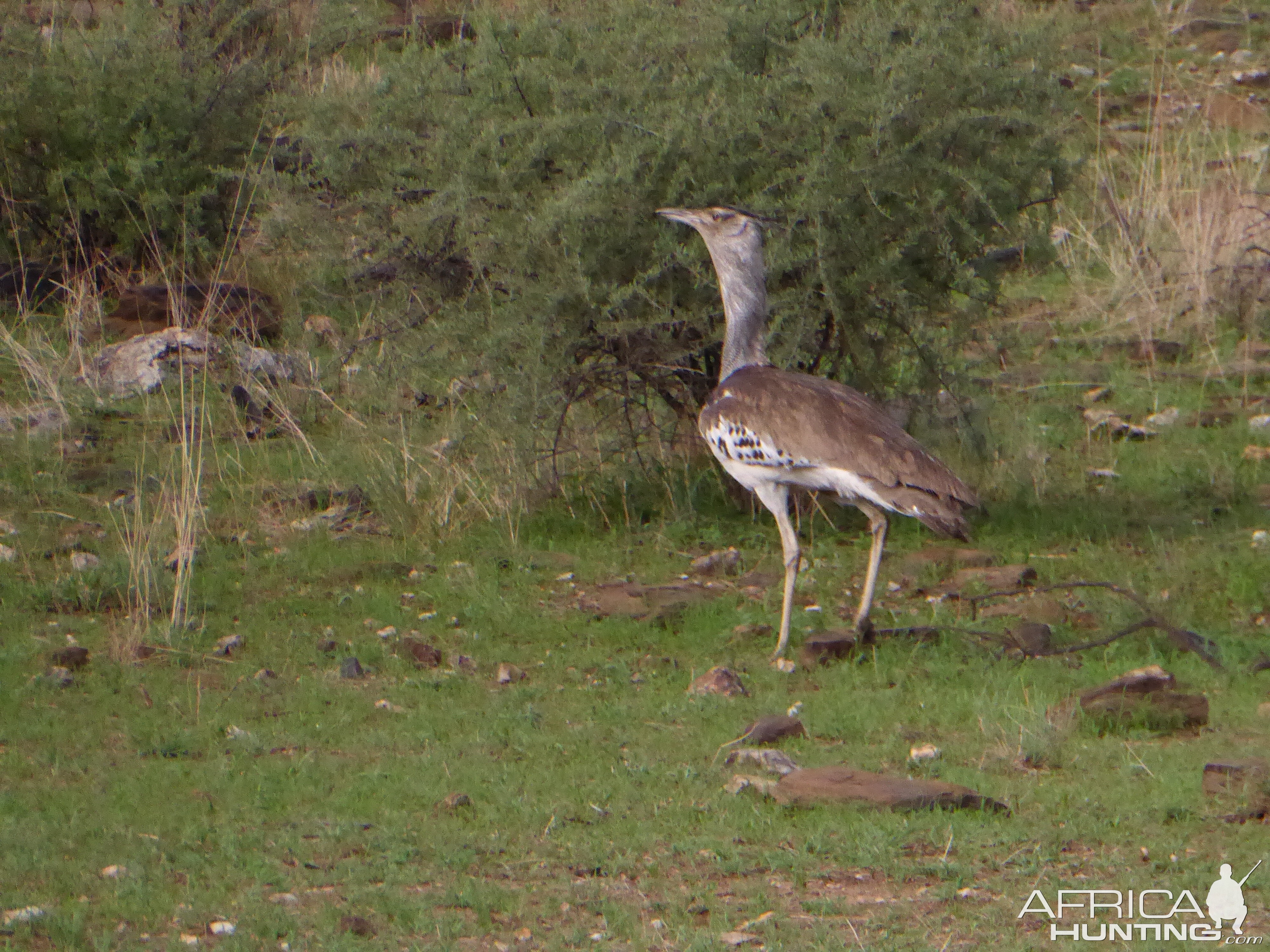 Kori Bustard Namibia