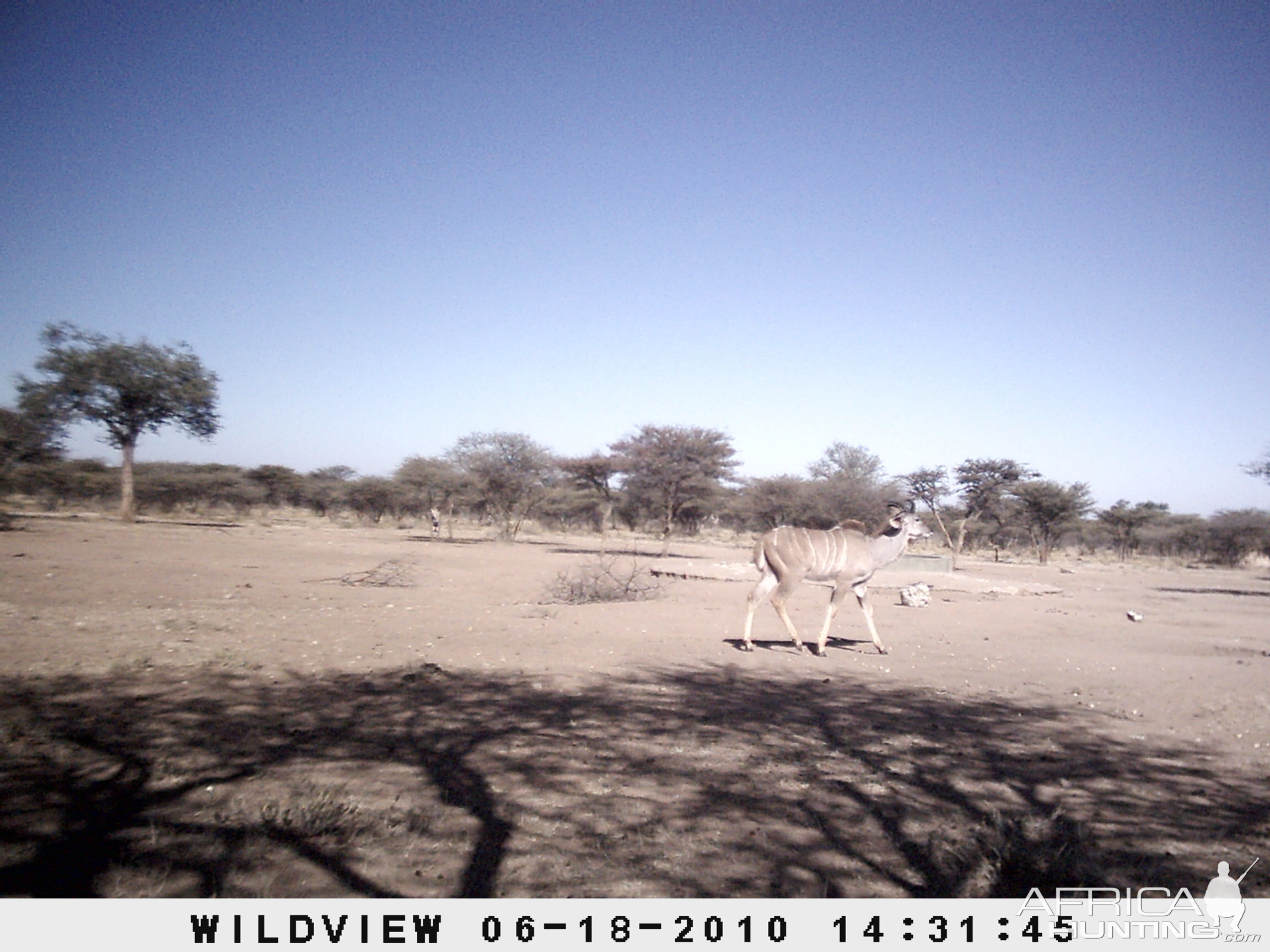 Kudu and Gemsbok, Namibia