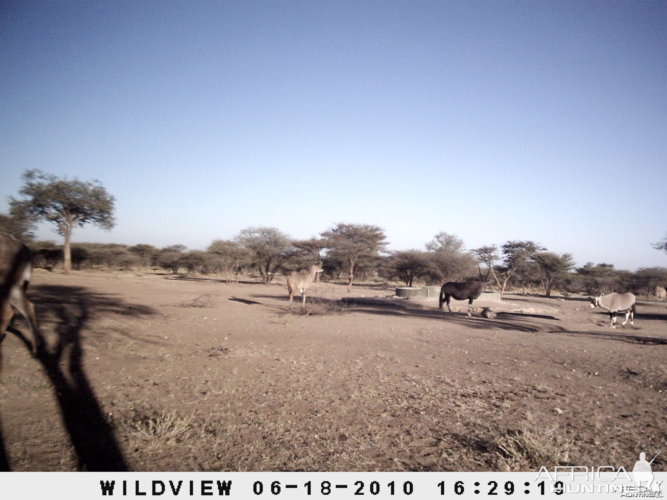 Kudu and Gemsbok, Namibia