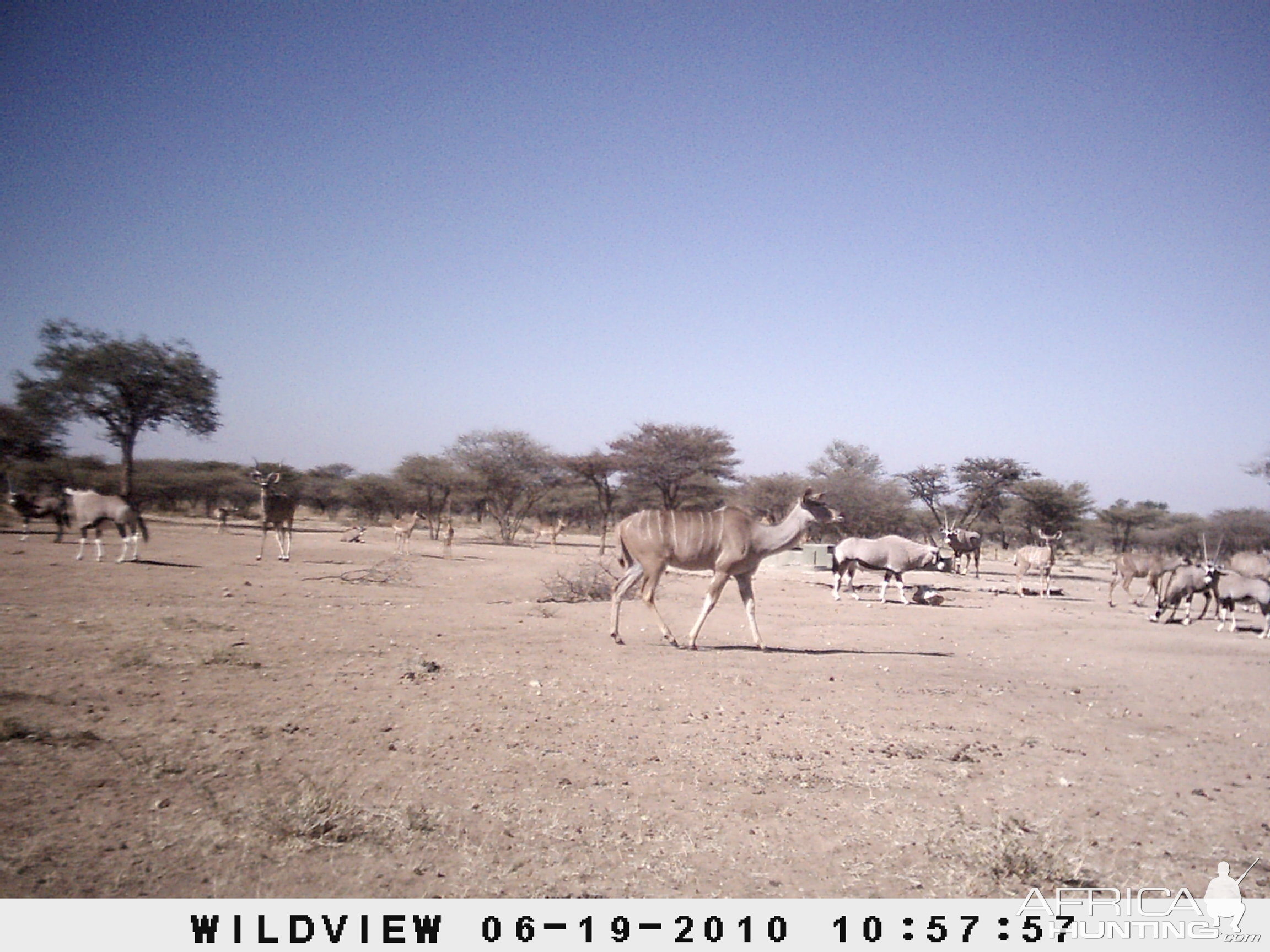 Kudu and Gemsbok, Namibia