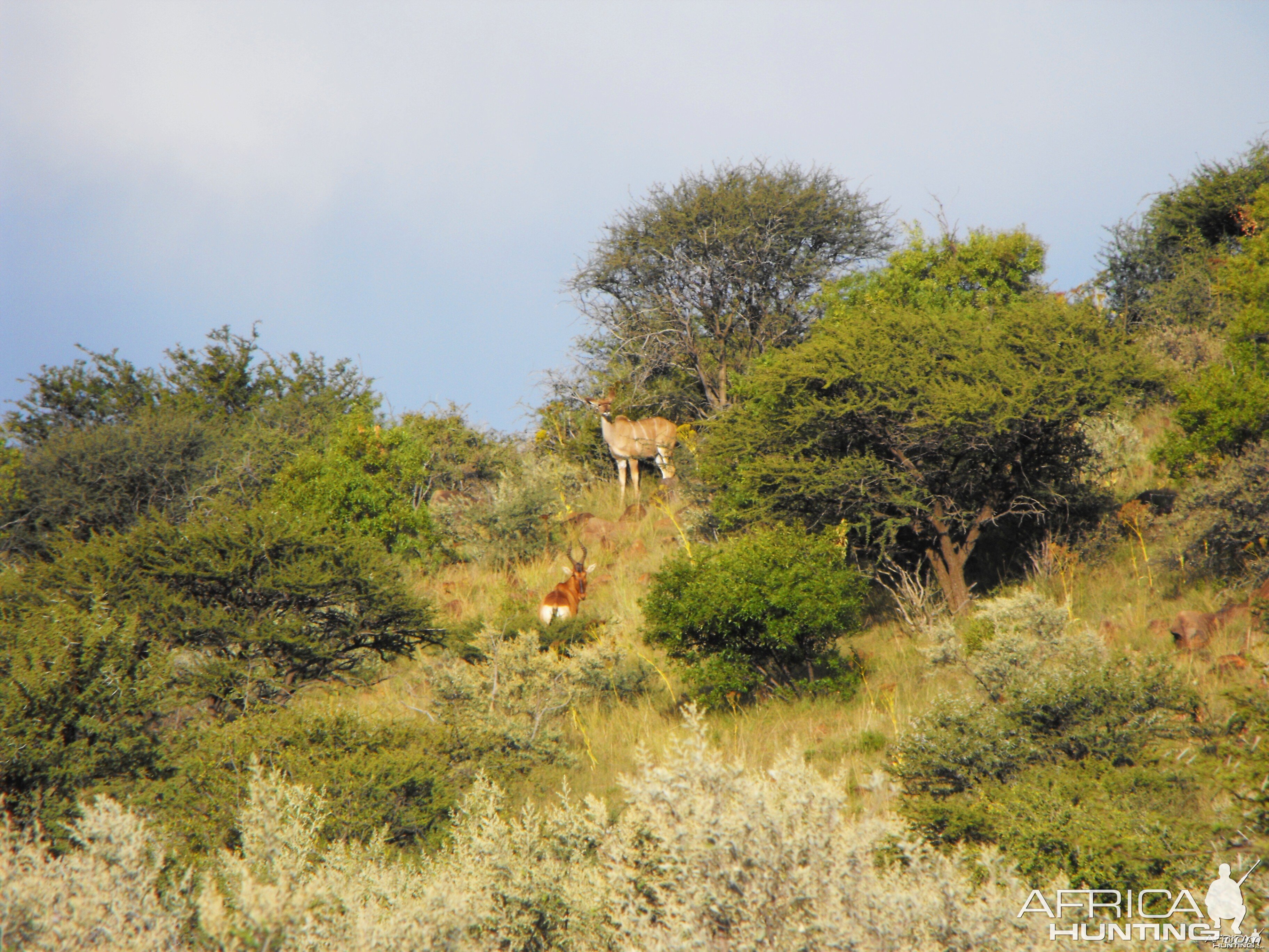 Kudu and Hartebeest