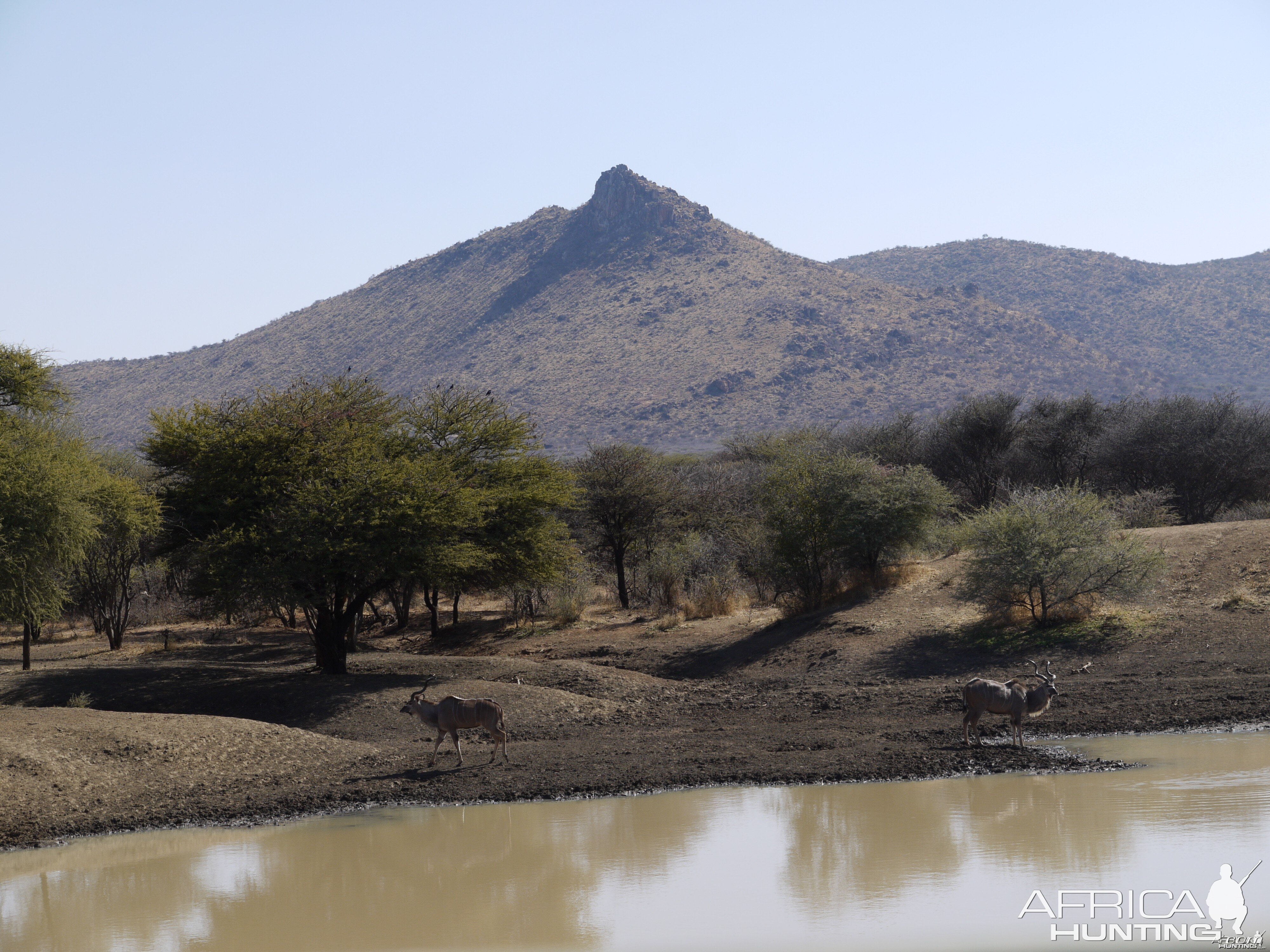 Kudu at waterhole in Namibia