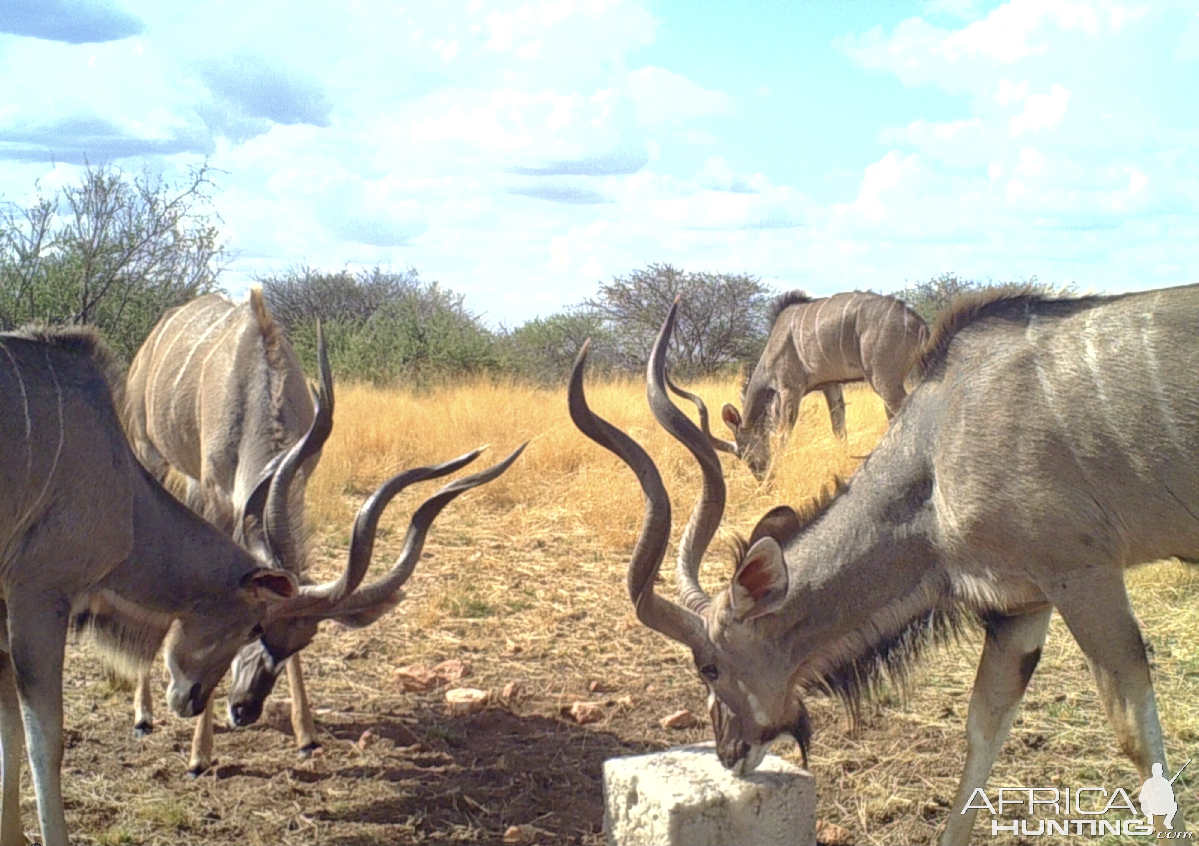 Kudu at Zana Botes Safari