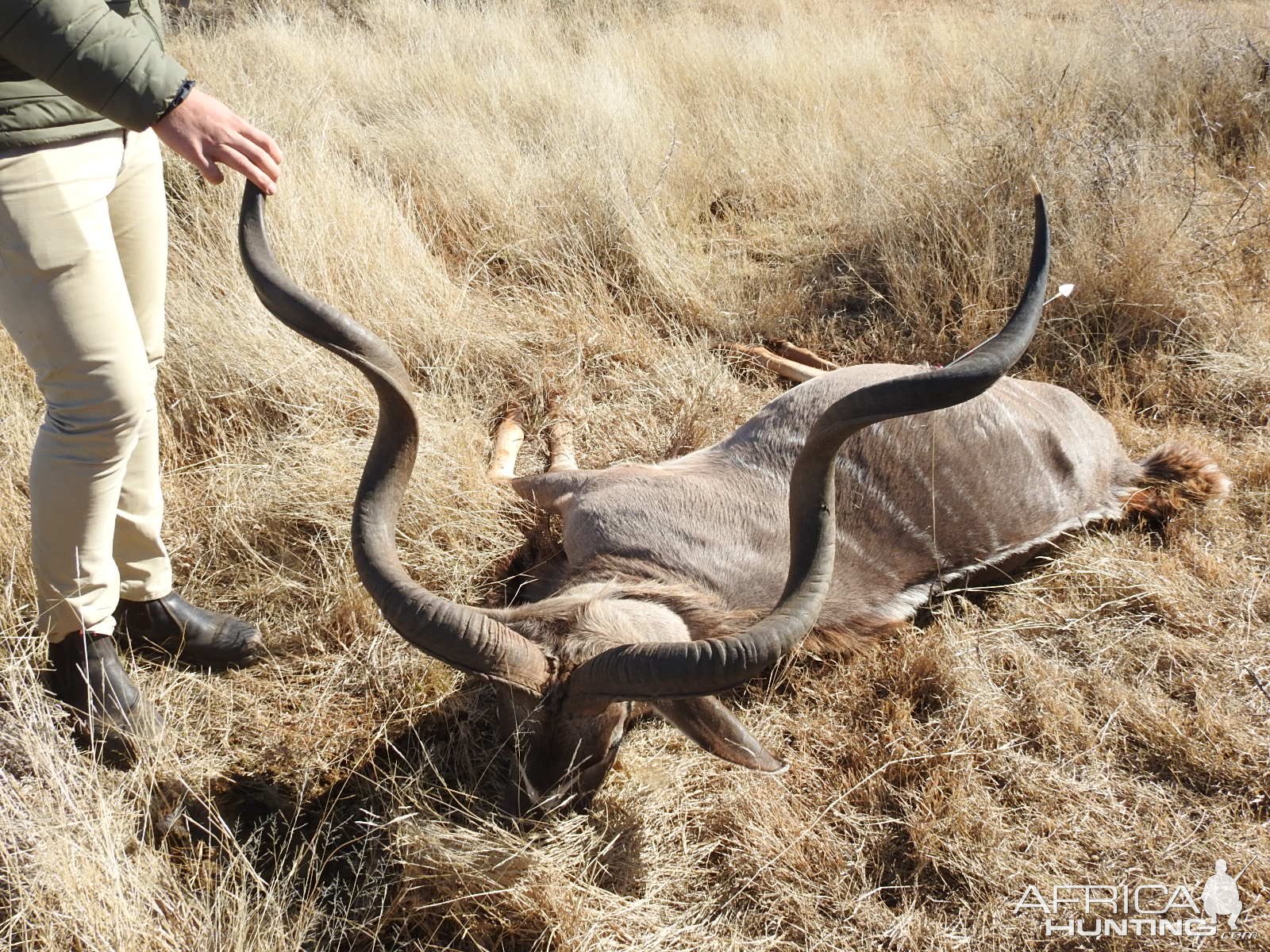 Kudu Bow Hunting South Africa