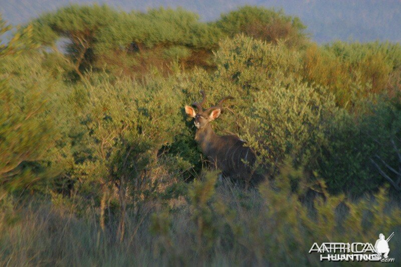 Kudu Bull at Sunrise