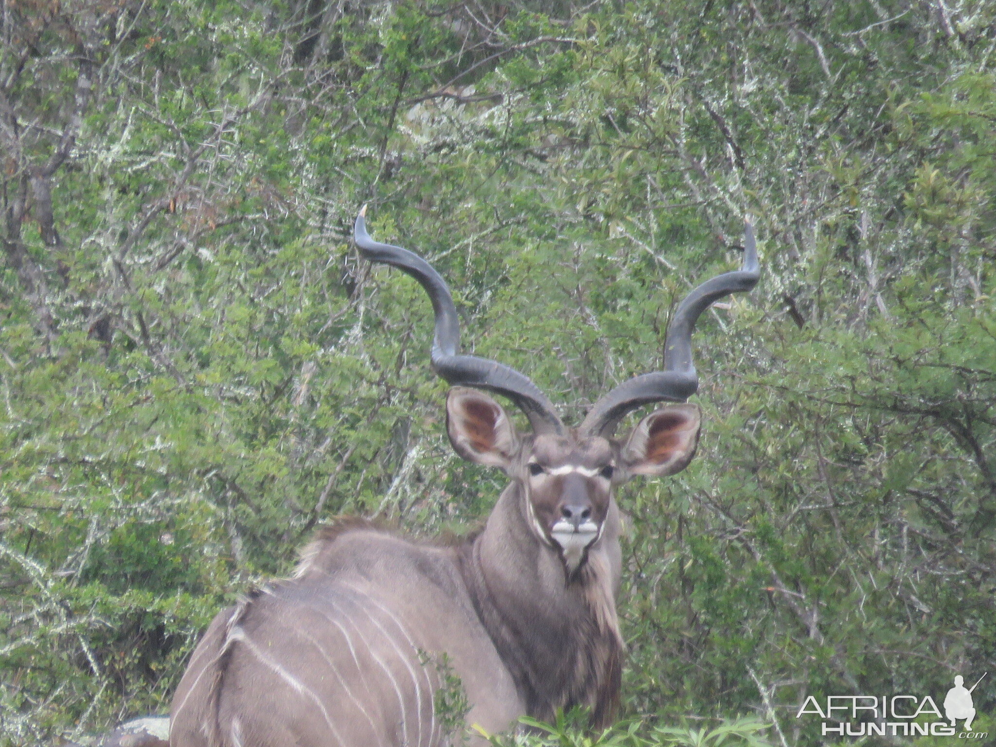 Kudu Bull South Africa