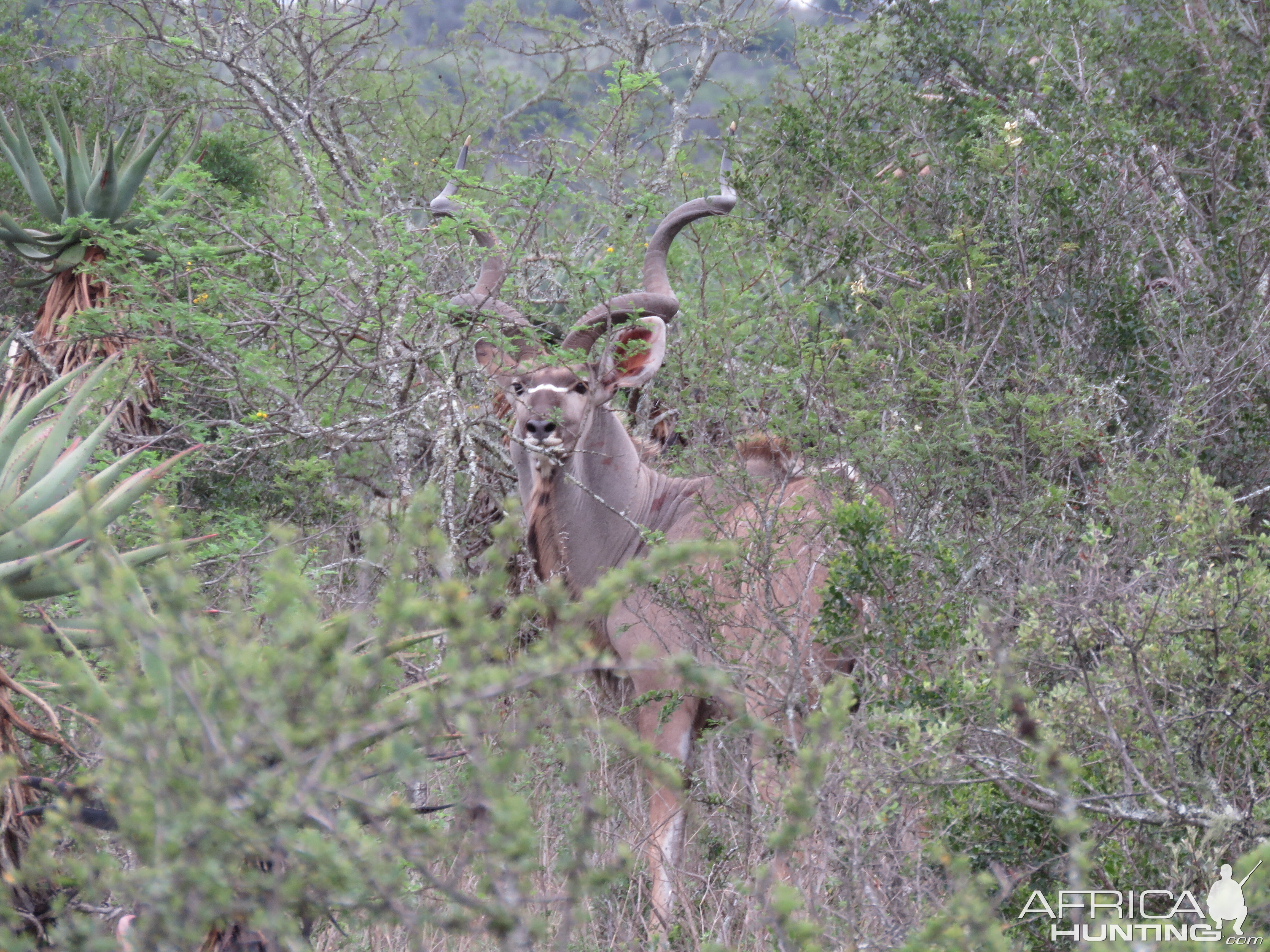 Kudu Bull South Africa