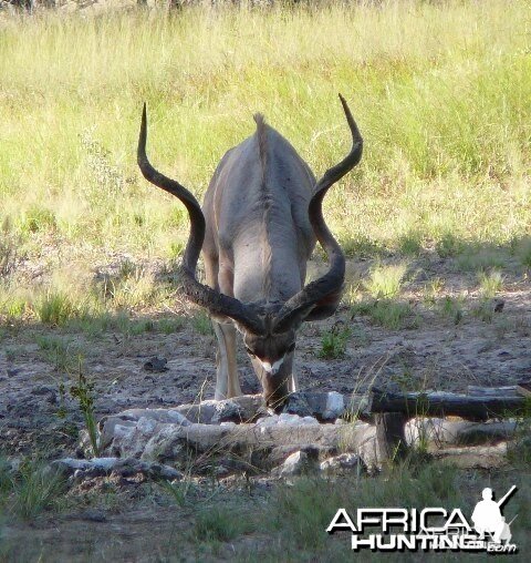 Kudu Bull