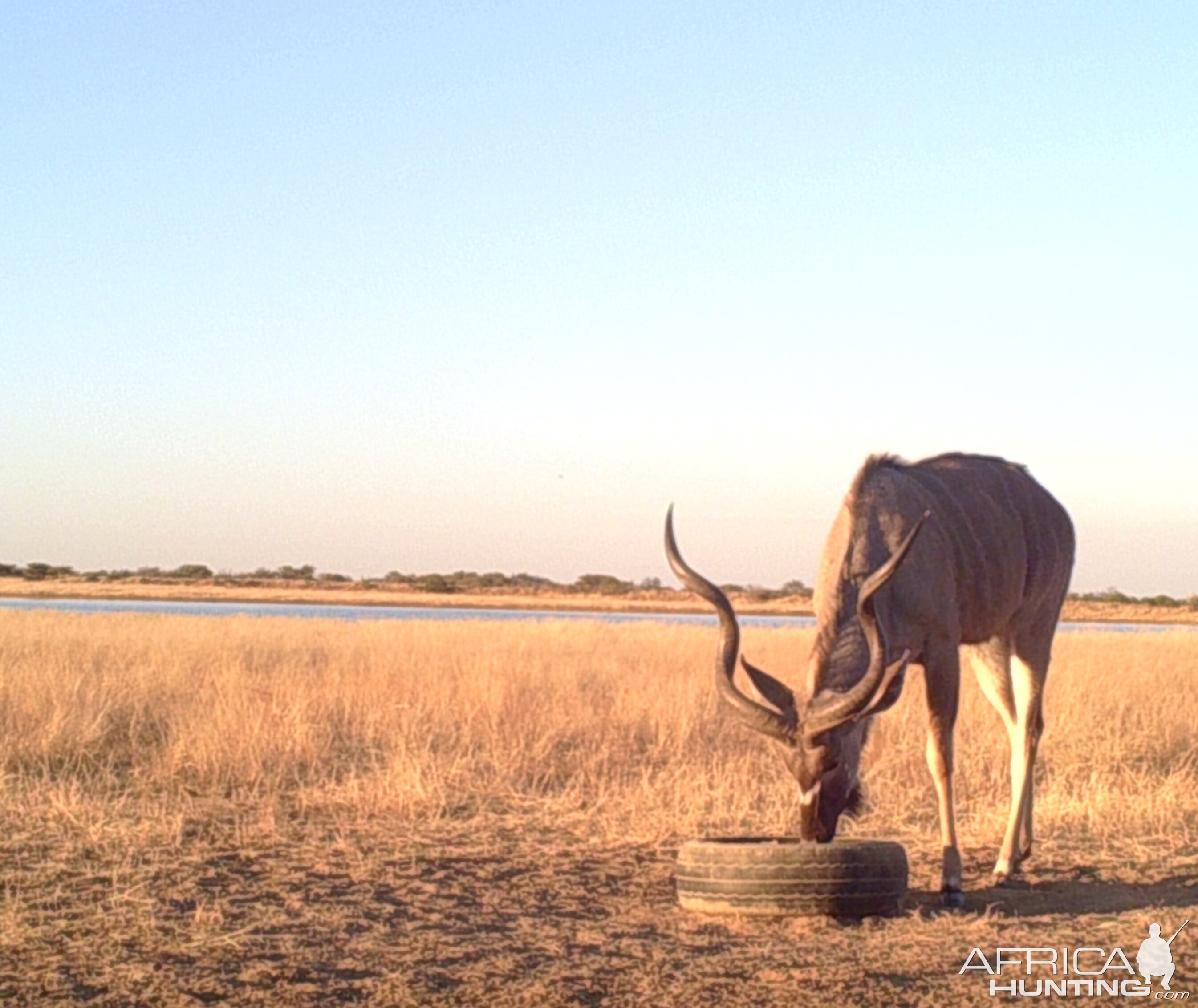 Kudu bulls coming back nicely