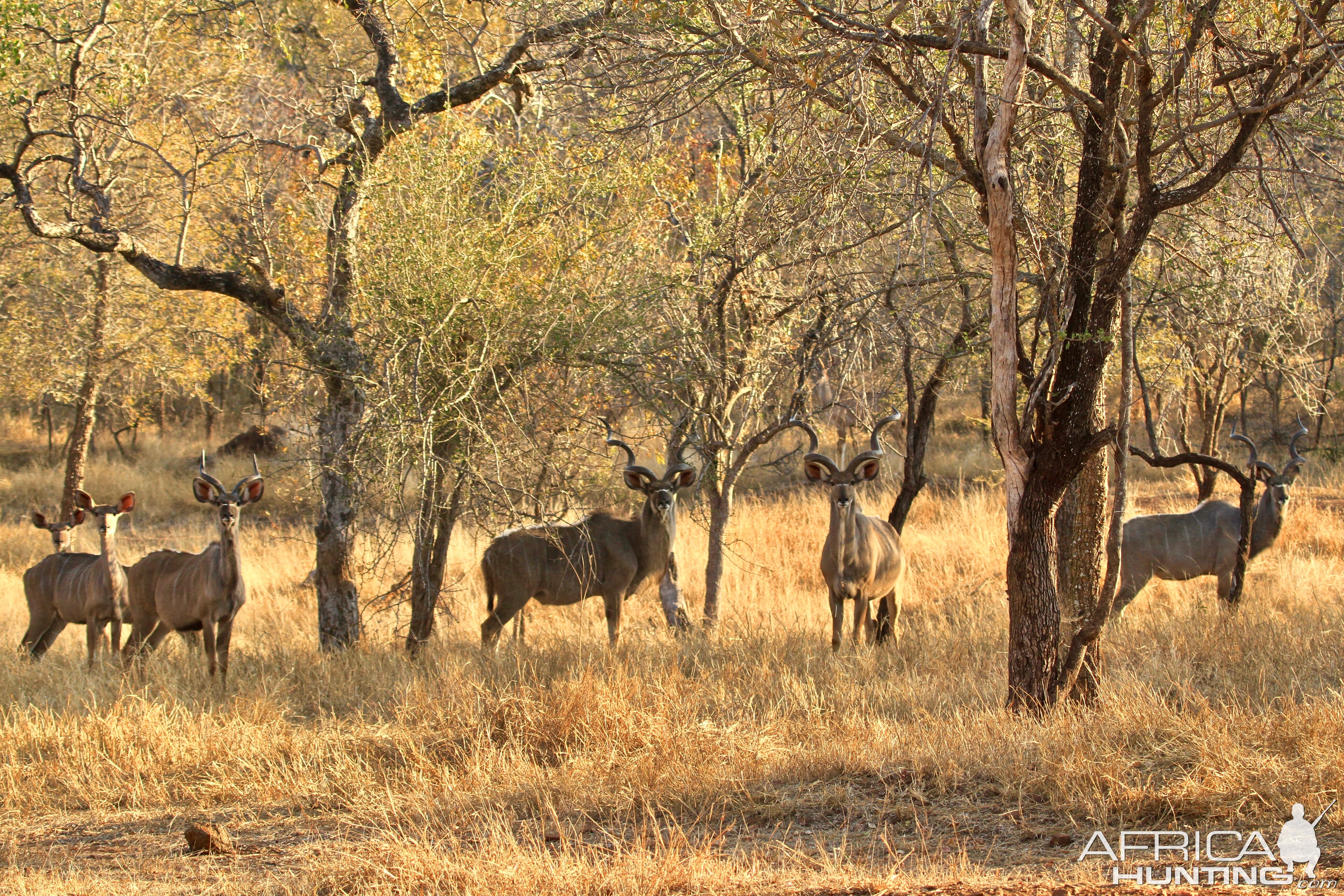 Kudu Bulls in South Africa