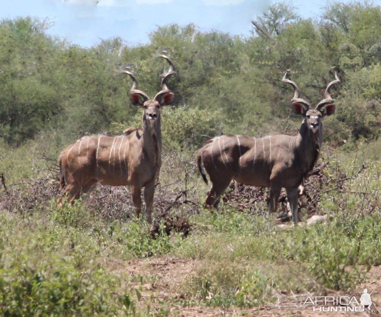 Kudu Bulls South Africa