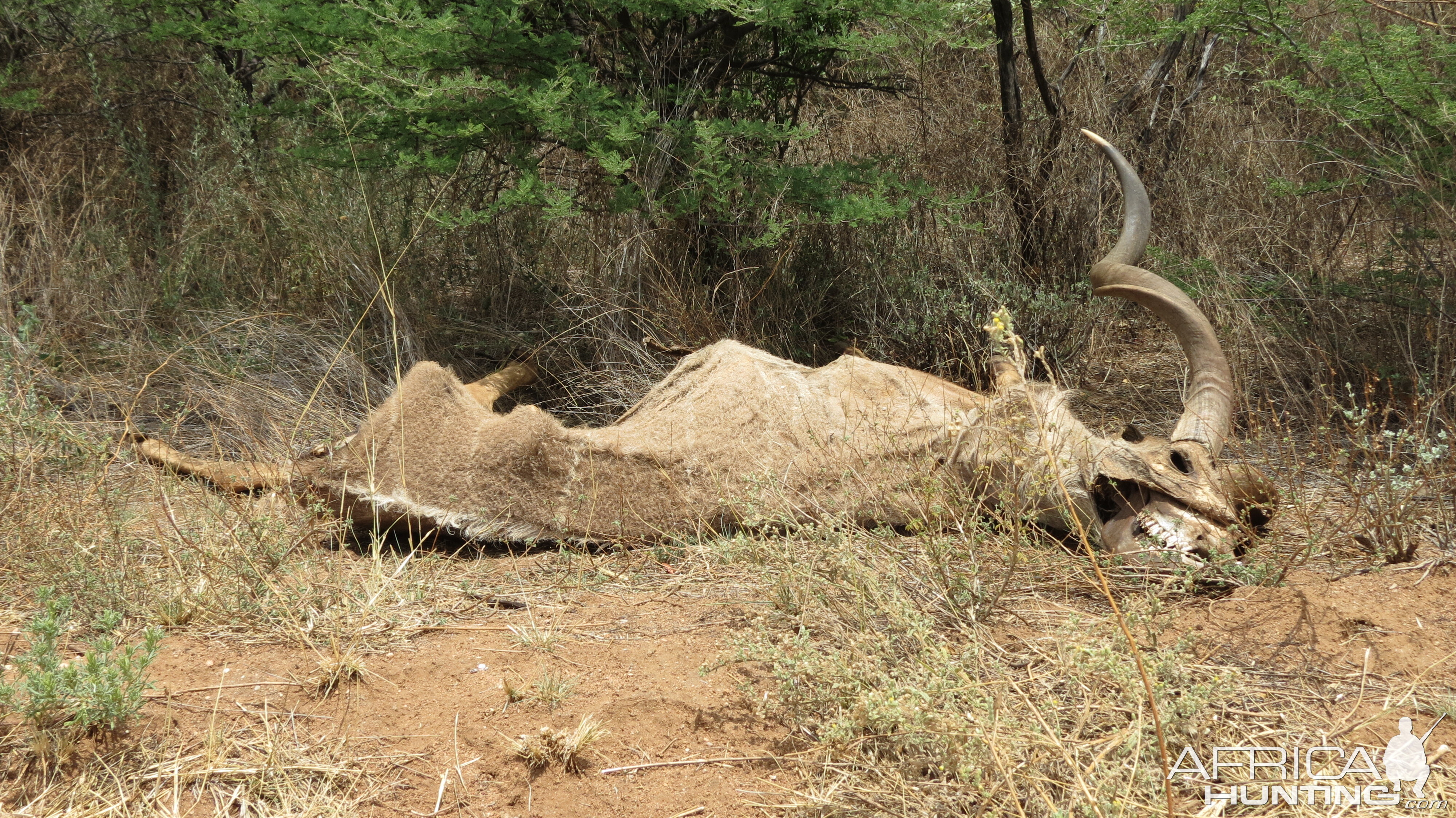 Kudu Carcass Namibia