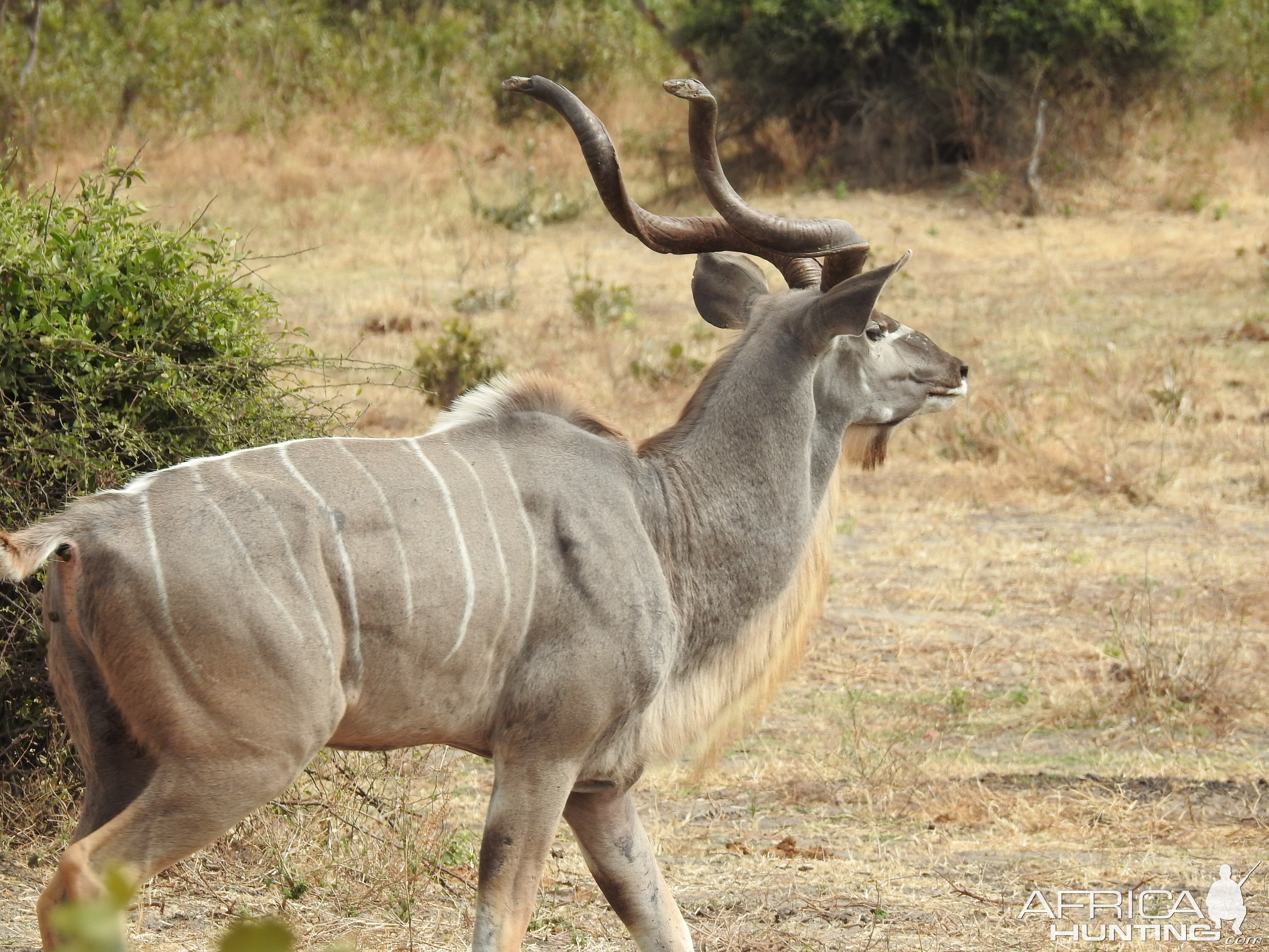 Kudu Chobe National Park Botswana