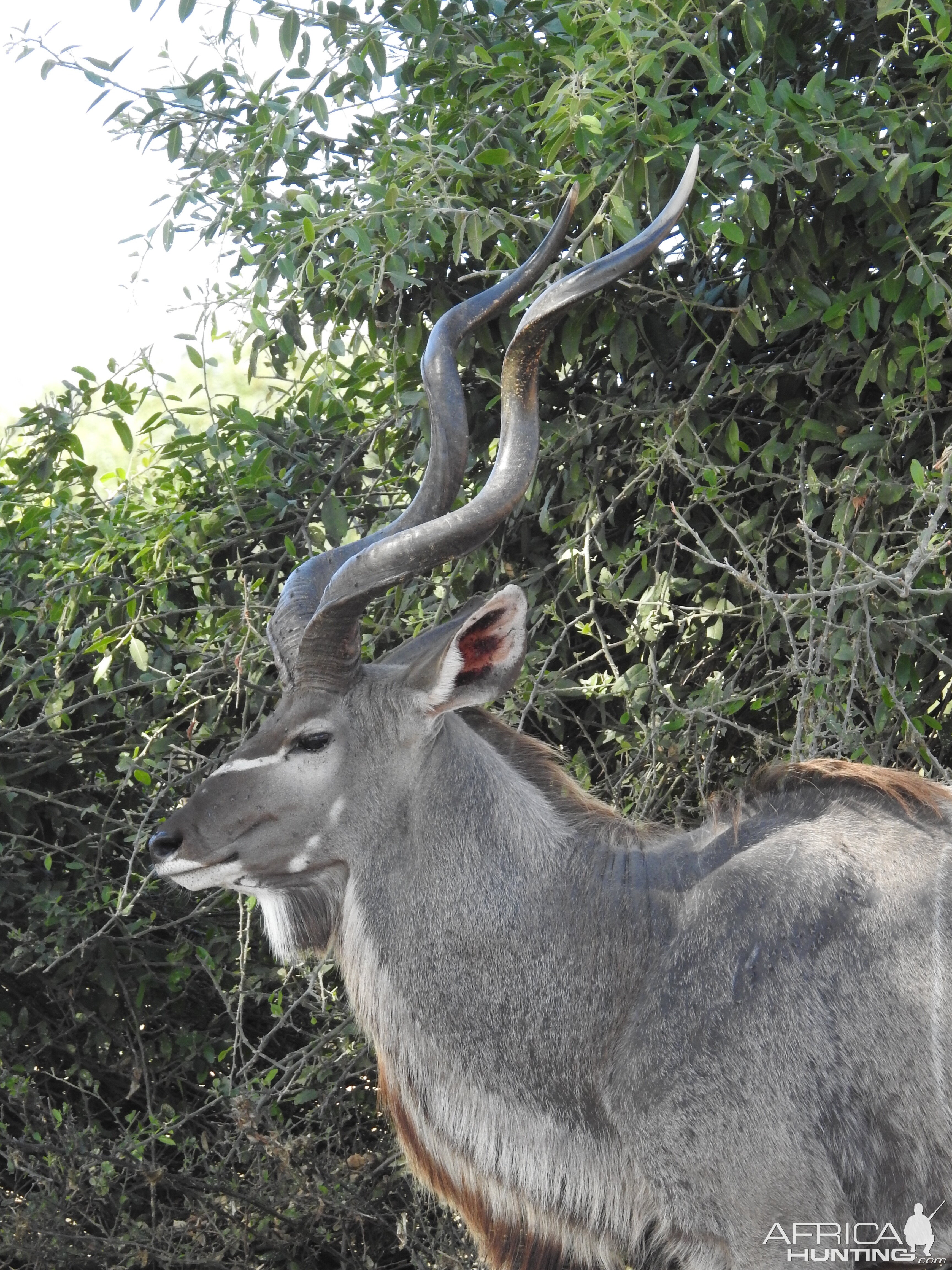 Kudu Chobe National Park Botswana