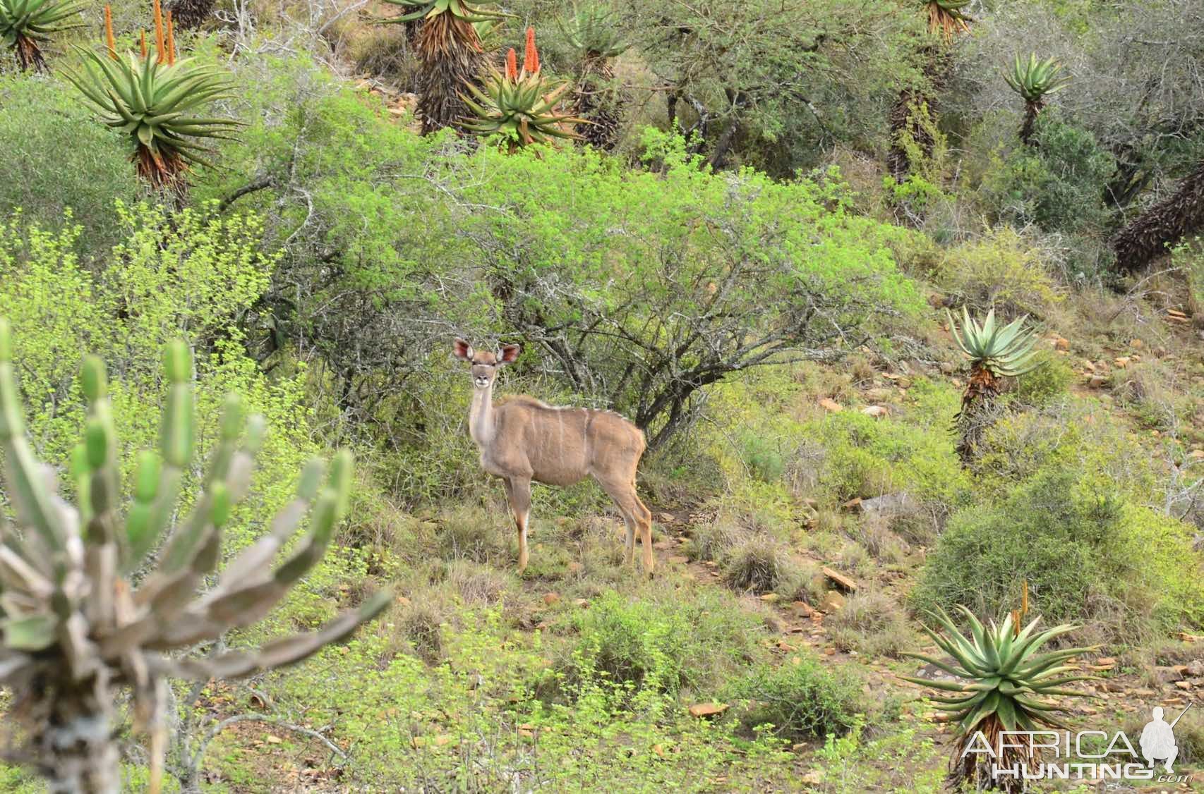 Kudu Cow Eastern Cape South Africa