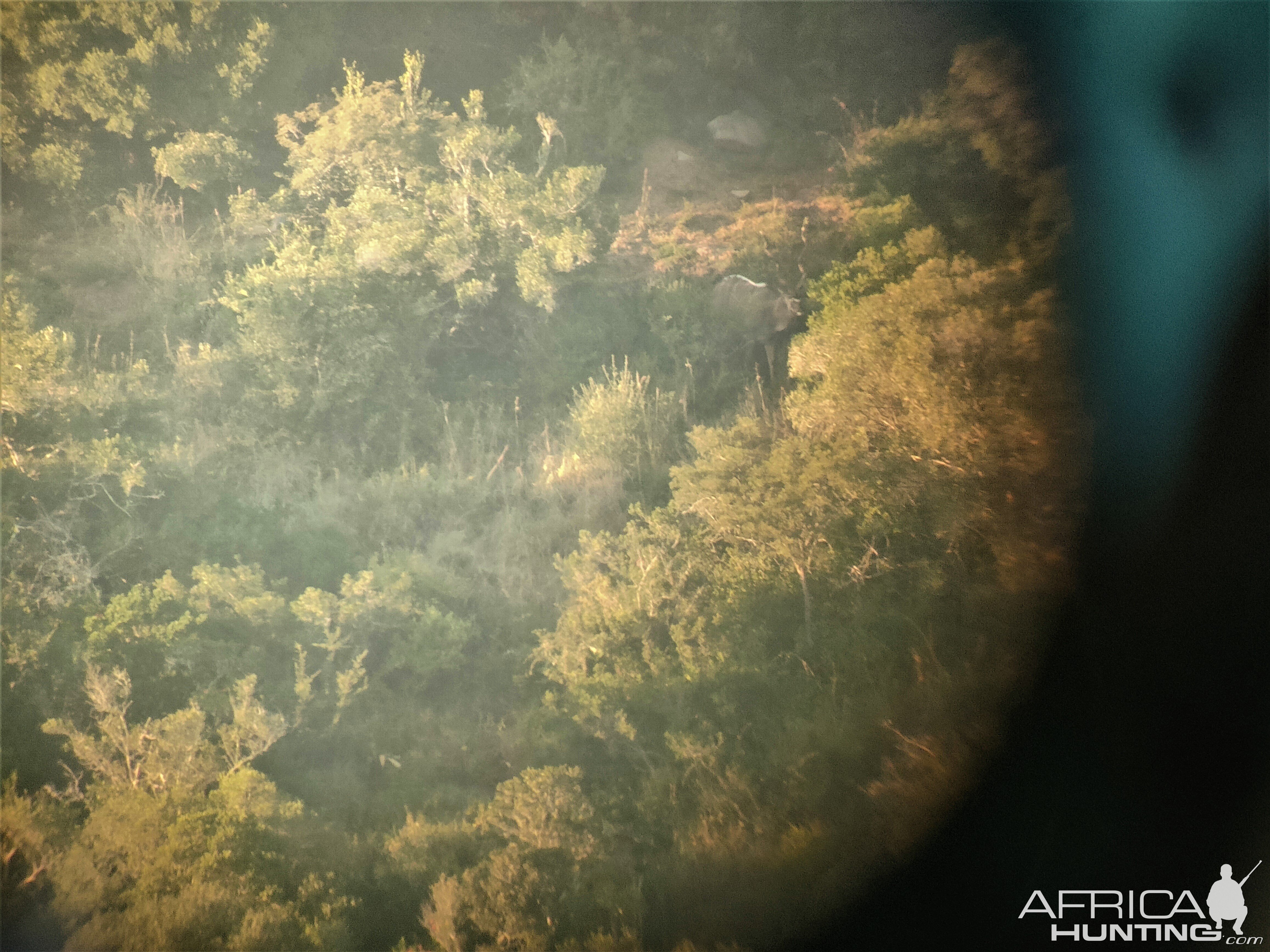 Kudu Eastern Cape South Africa