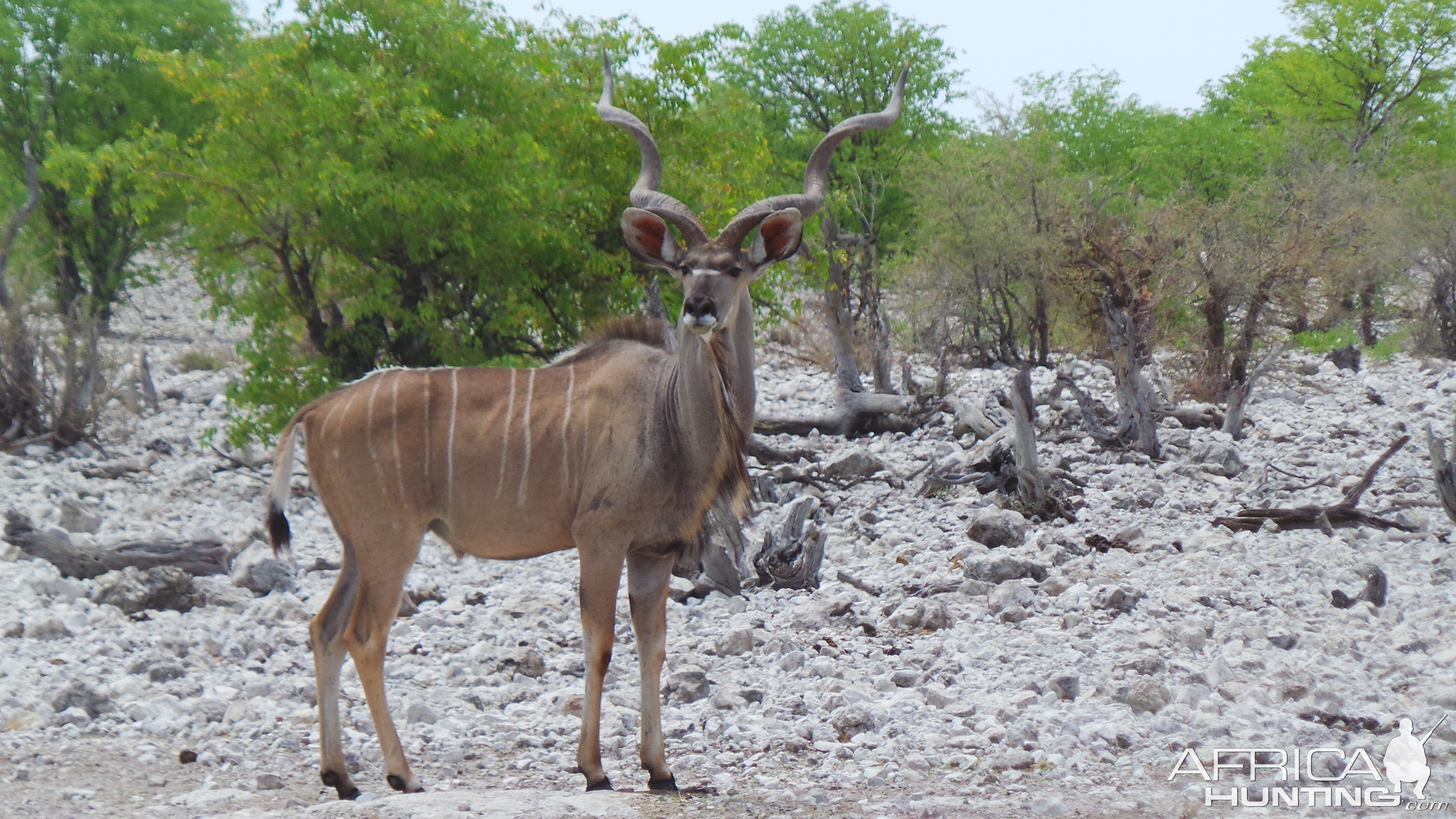 Kudu Etosha National Park Namibia