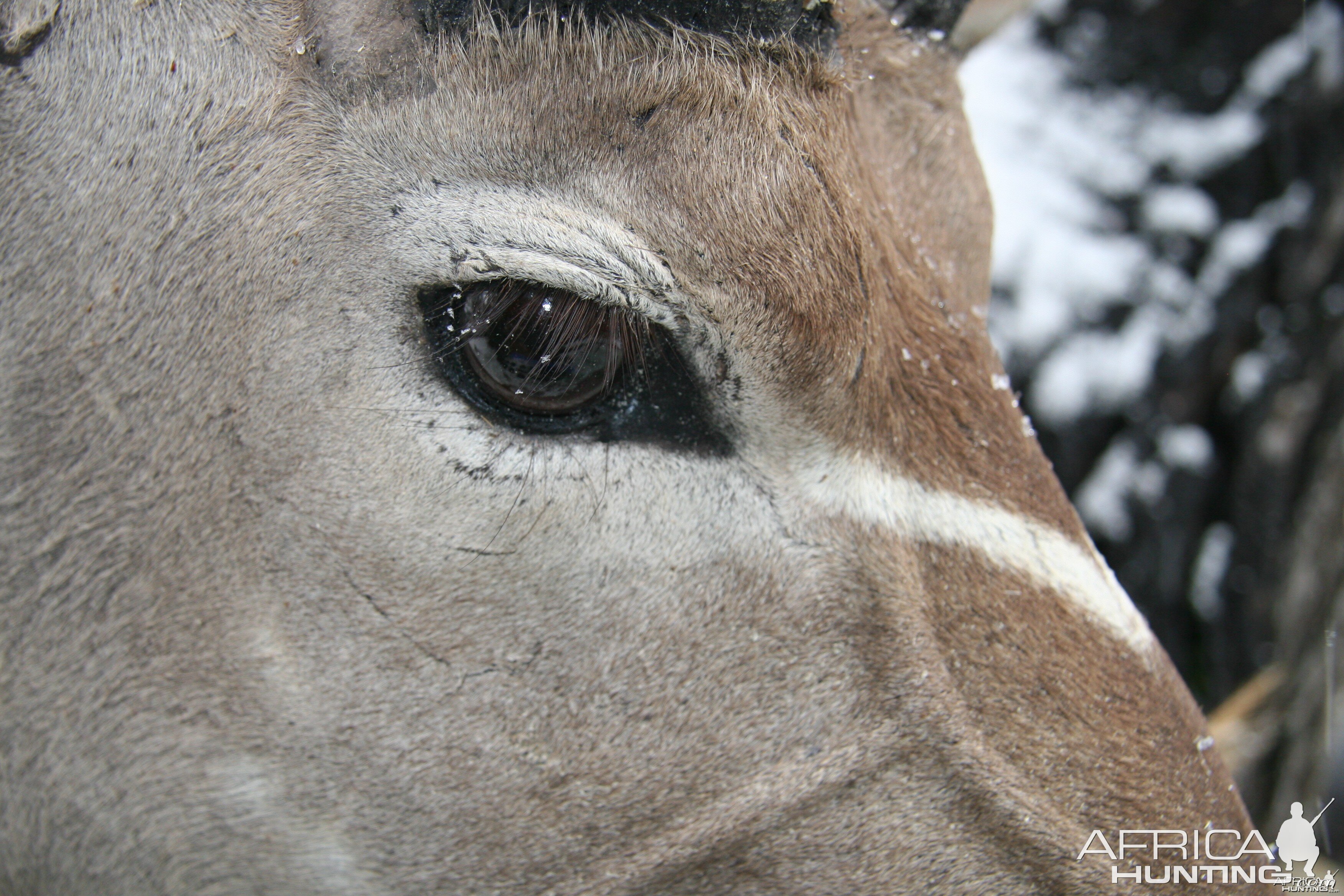 Kudu Eye Detail