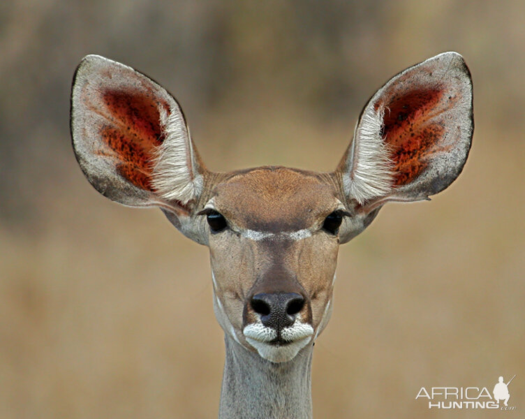 Kudu Female South Africa