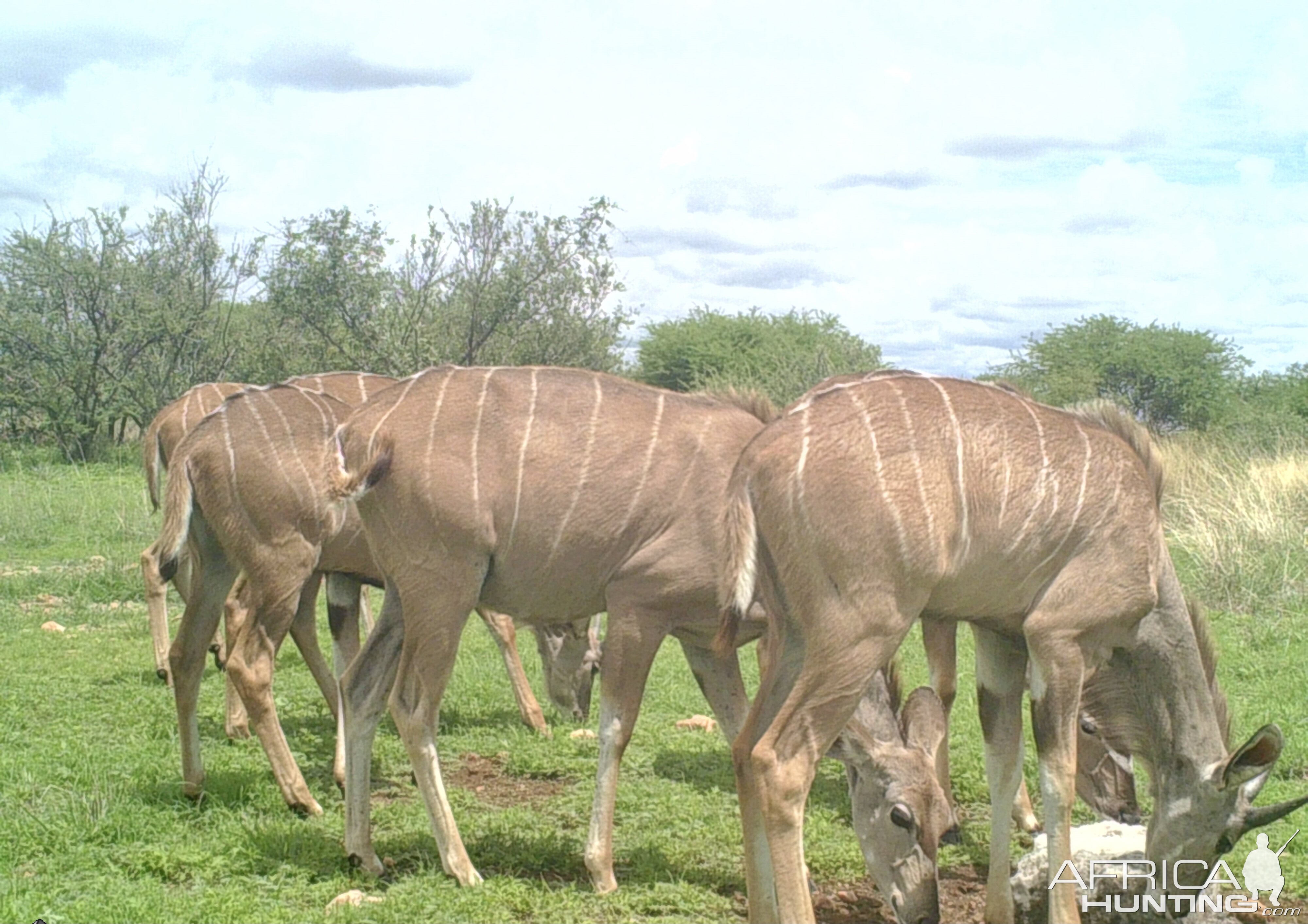 Kudu Females Loving The Green At Zana Botes Safari