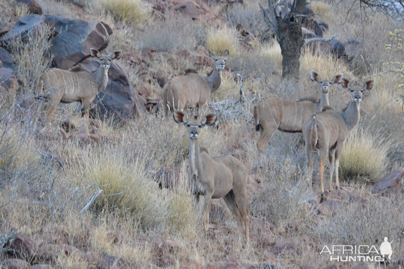 Kudu Females Namibia