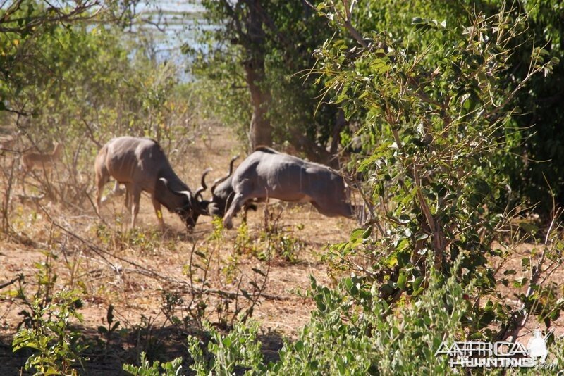 Kudu fighting