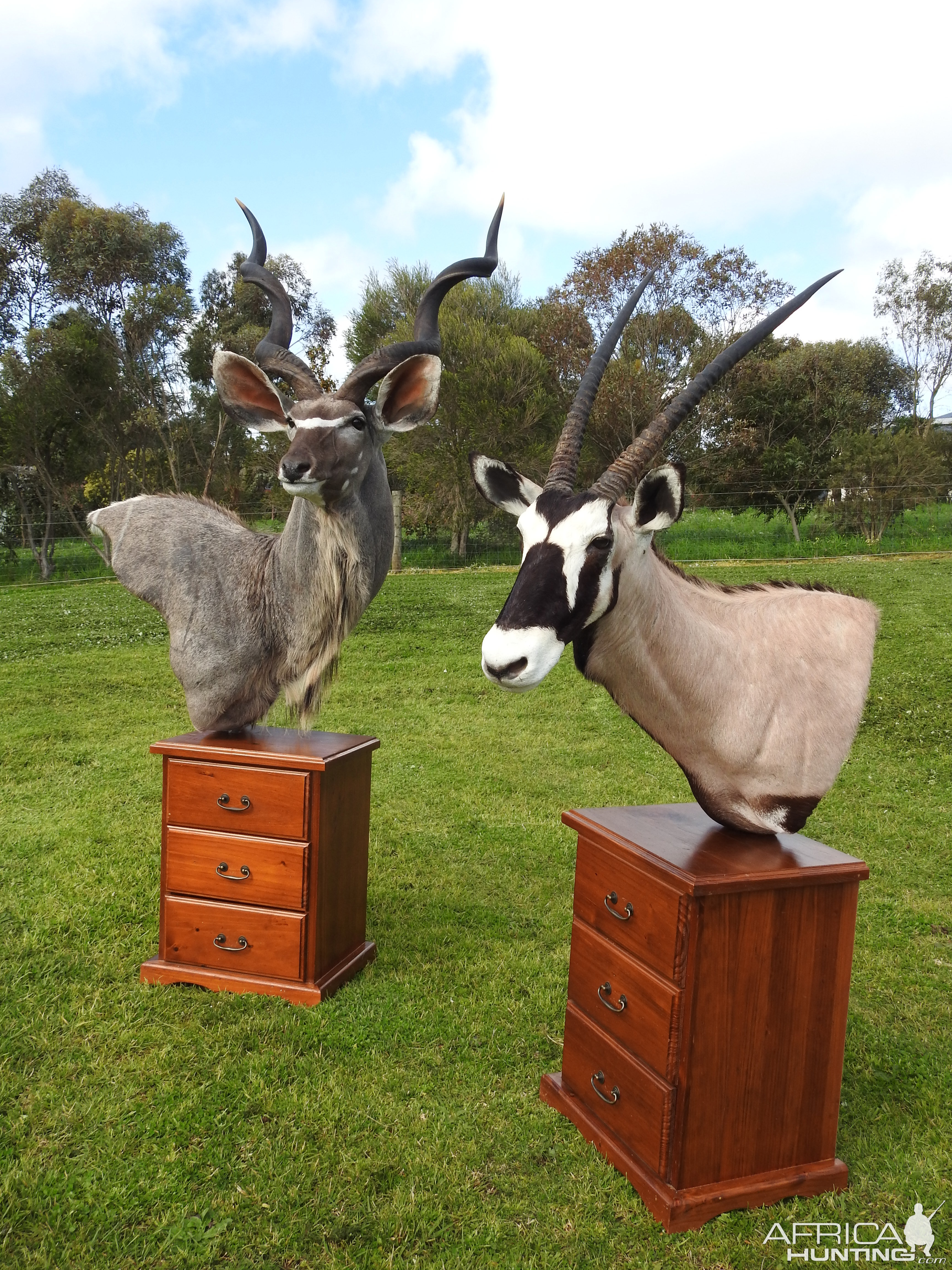 Kudu And Gemsbok Shoulder Mount Pedestal Taxidermy