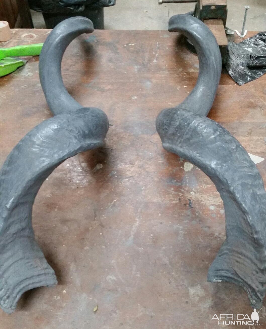 Kudu Horn Restoration