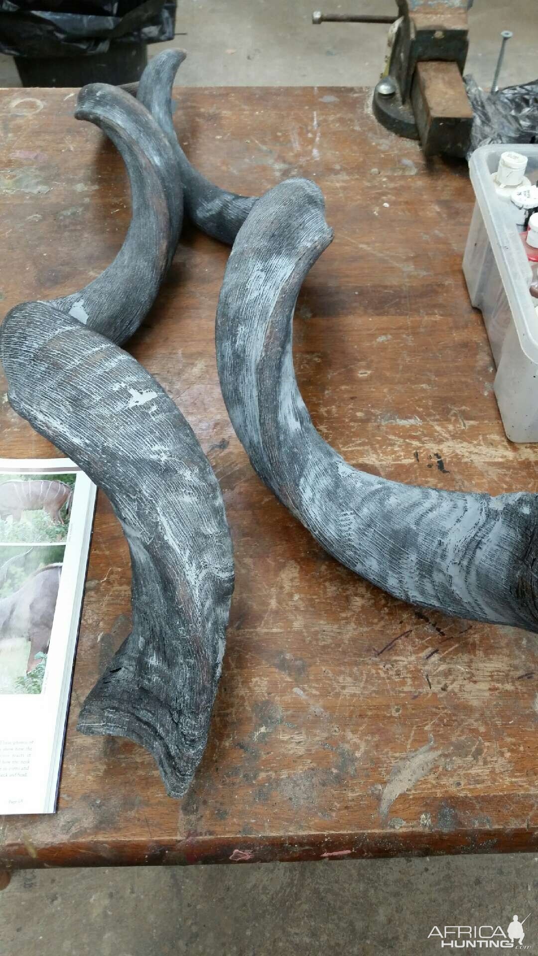 Kudu Horn Restoration