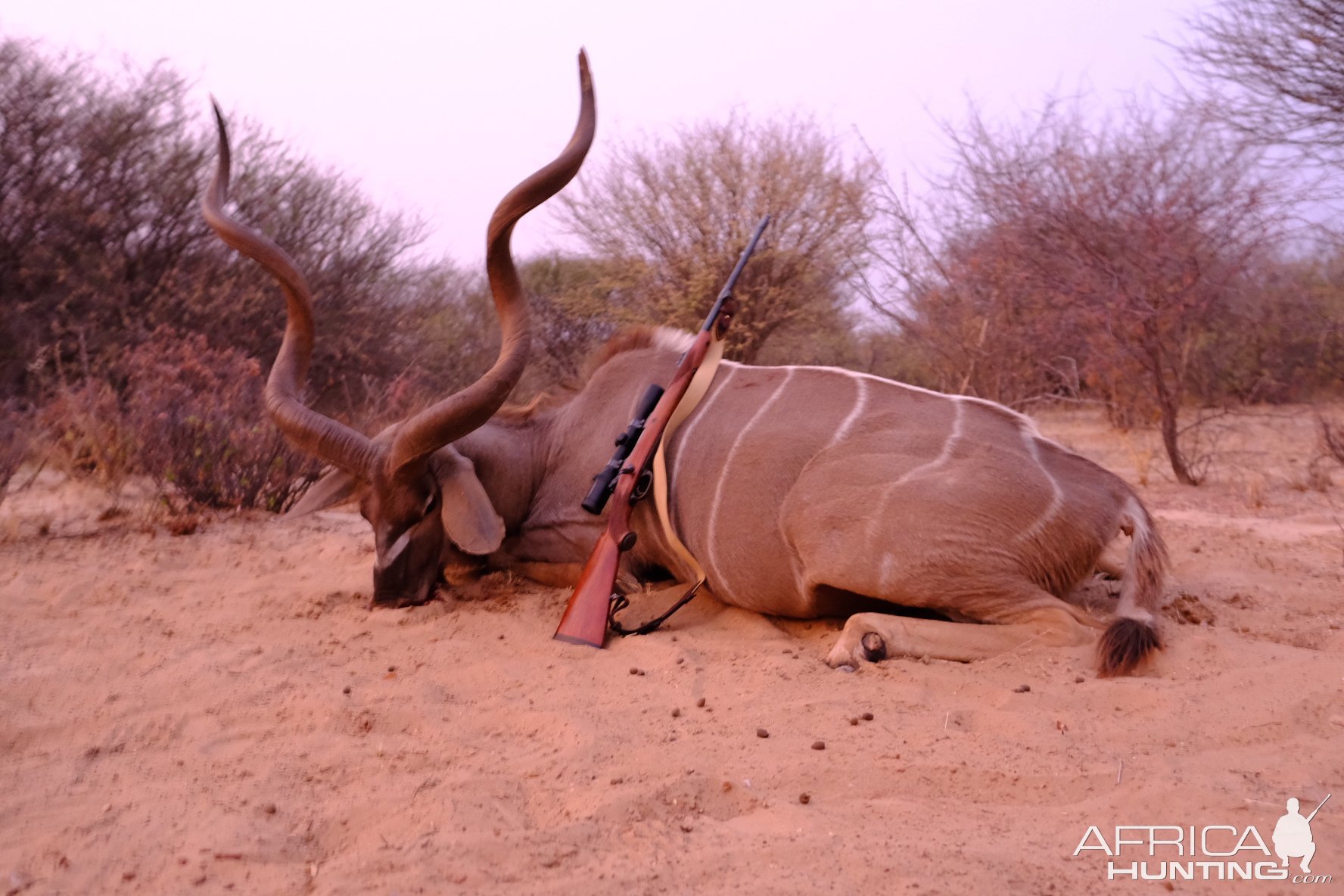 Kudu Hunt Botswana