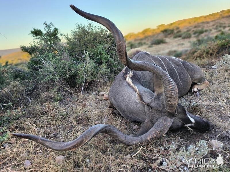 Kudu Hunt Eastern Cape South Africa