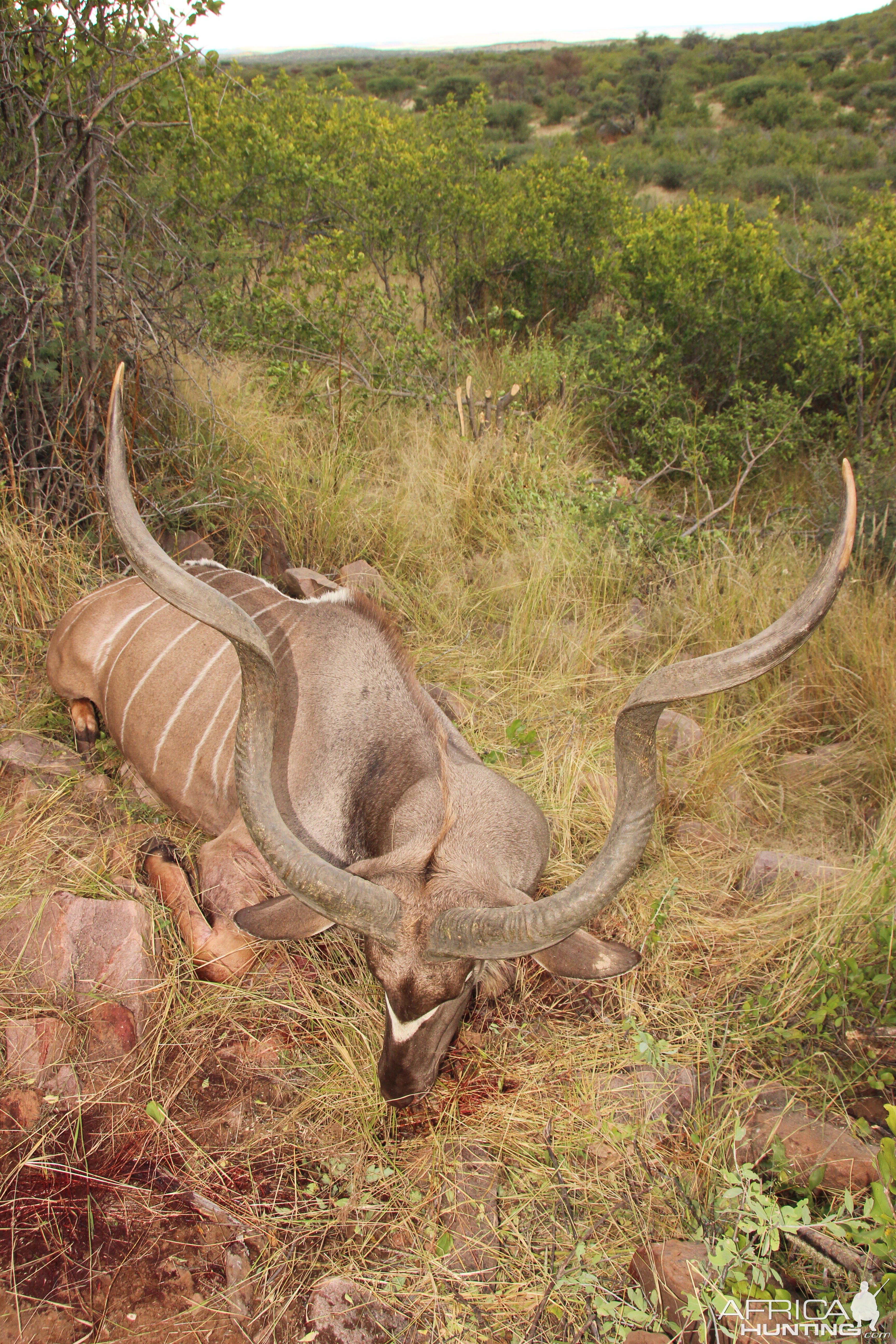 Kudu Hunt in Namibia