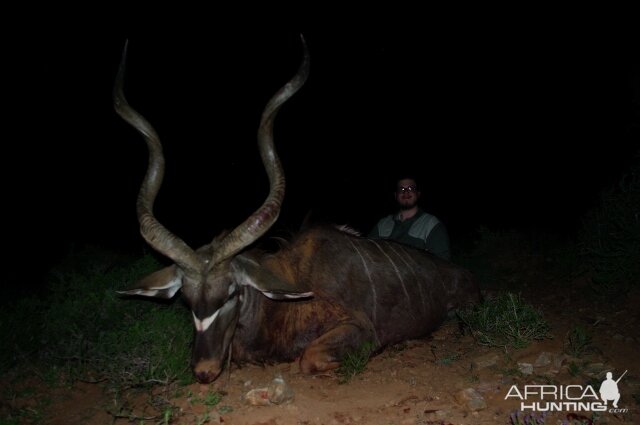 Kudu Hunt in South Africa