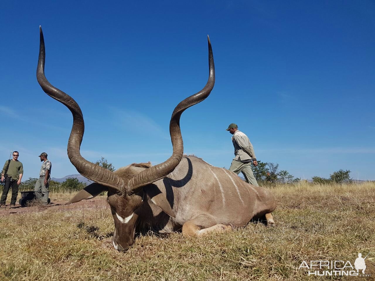 Kudu Hunt in South Africa