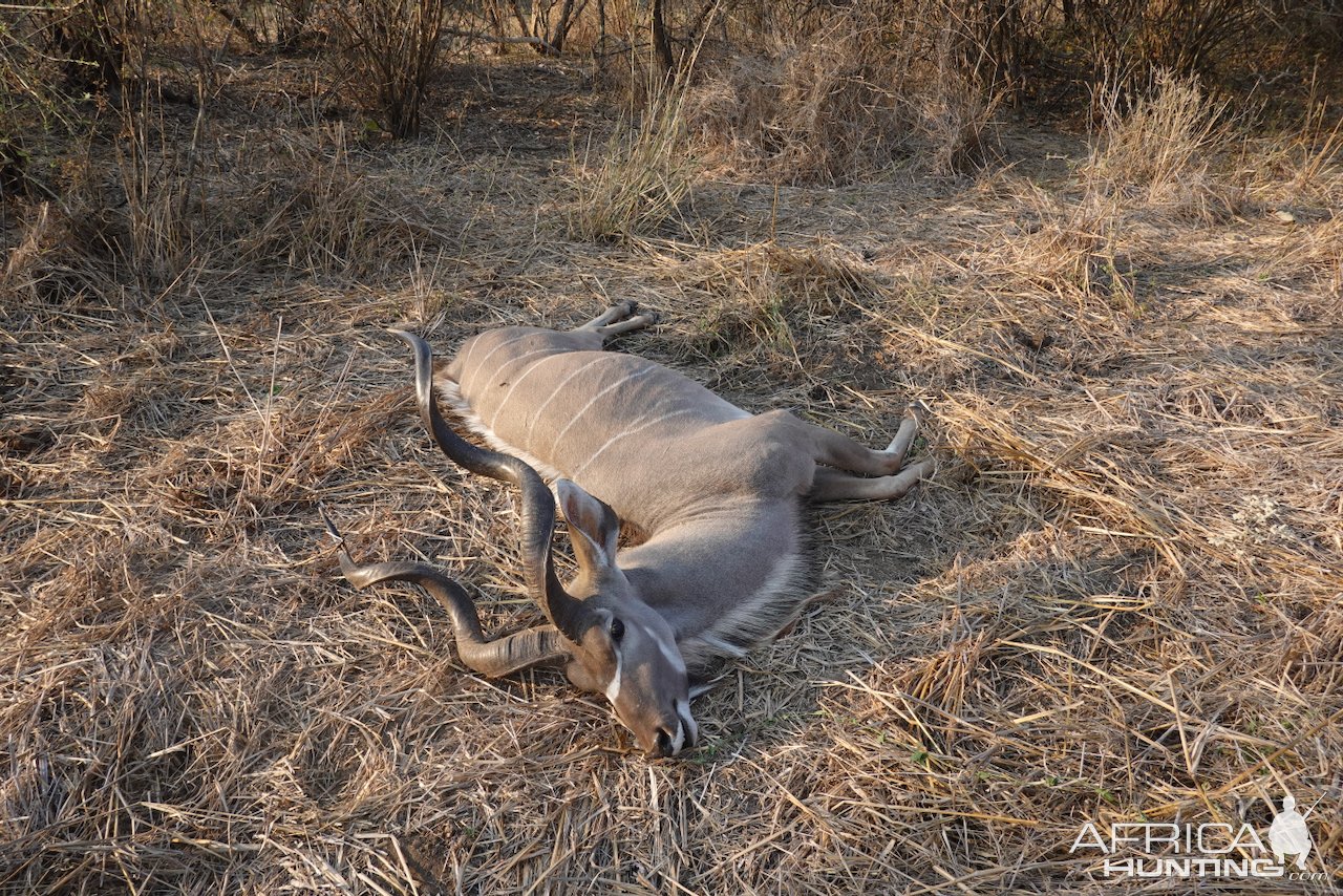 Kudu Hunt Mozambique