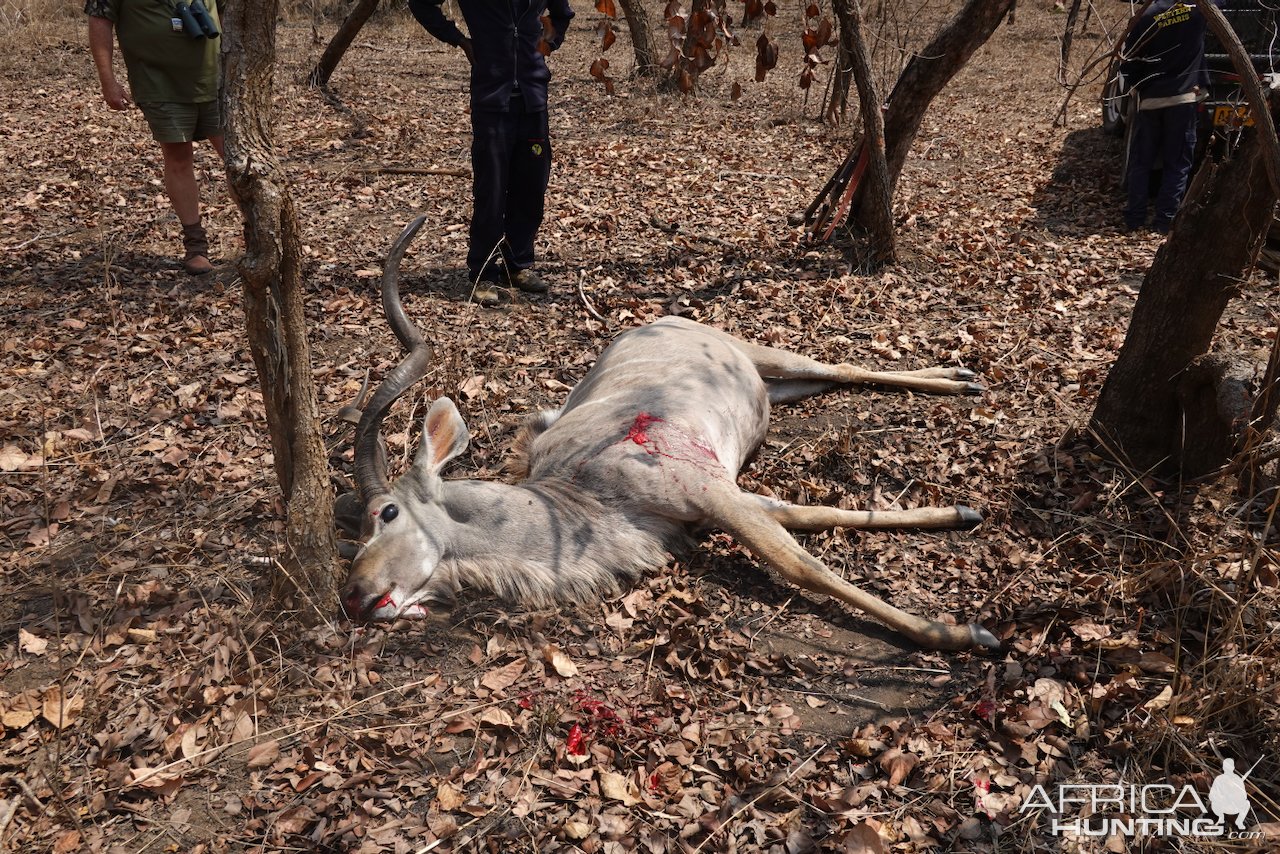 Kudu Hunt Mozambique