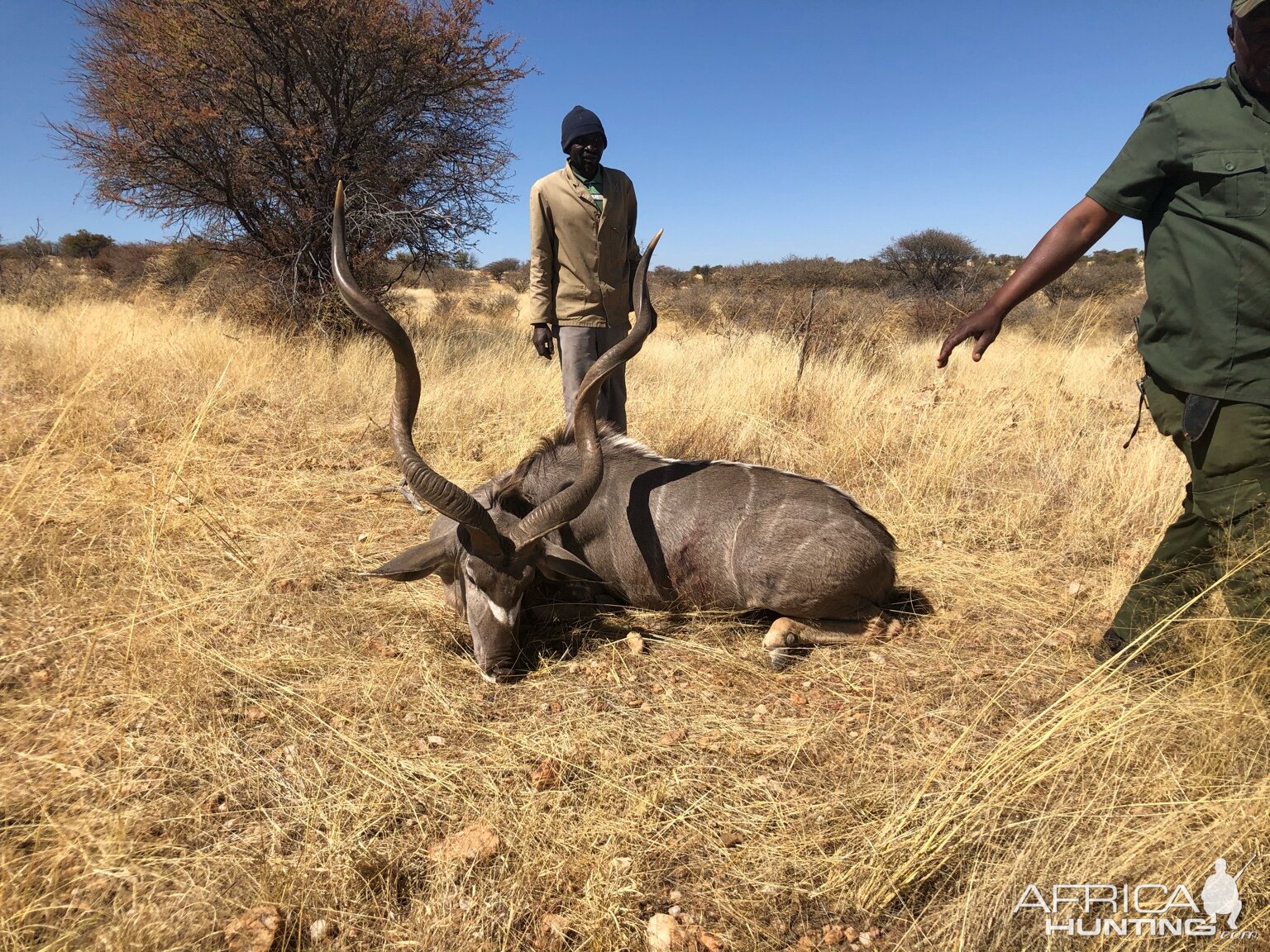 Kudu Hunt Namibia