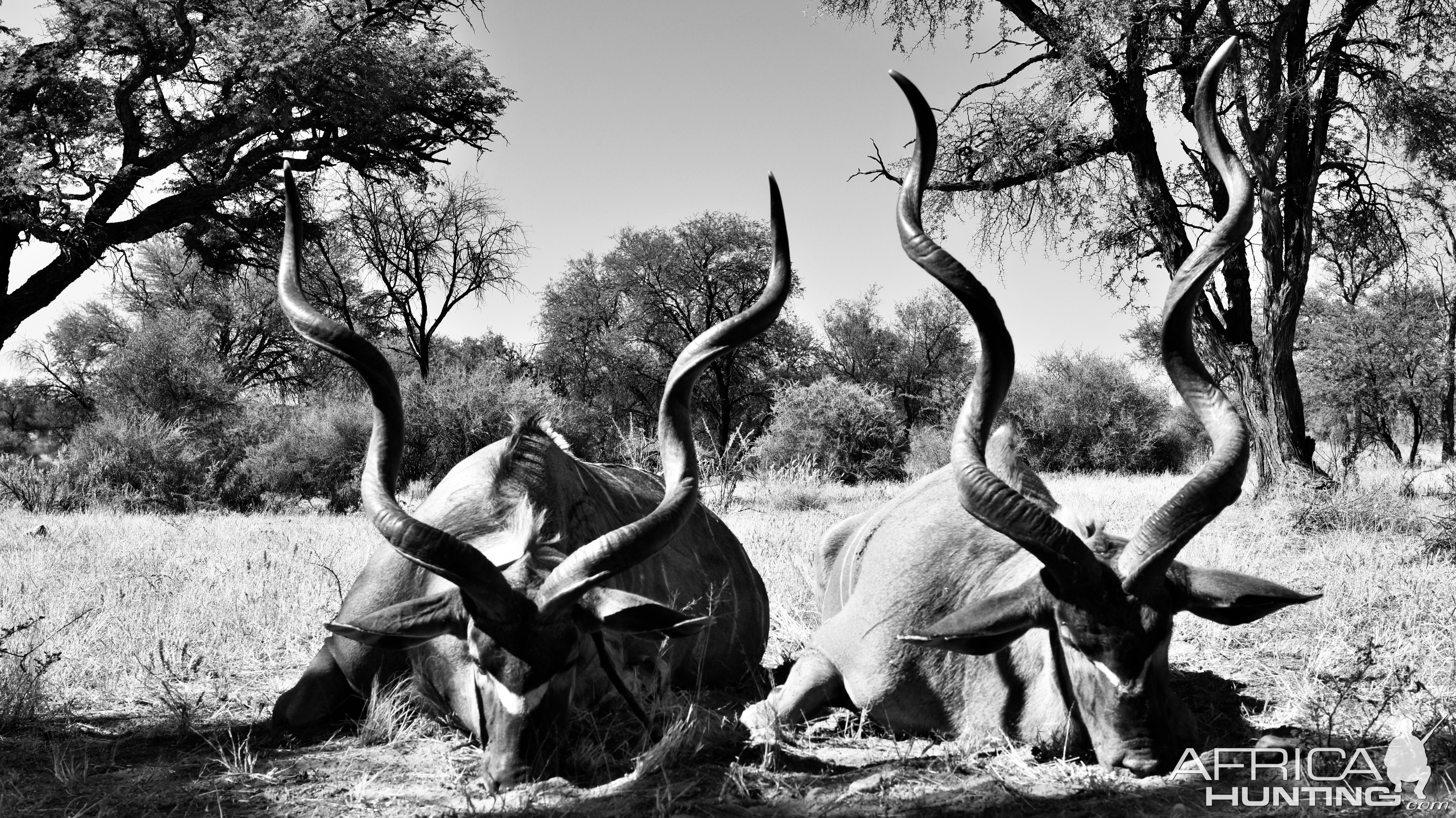 Kudu Hunt Namibia