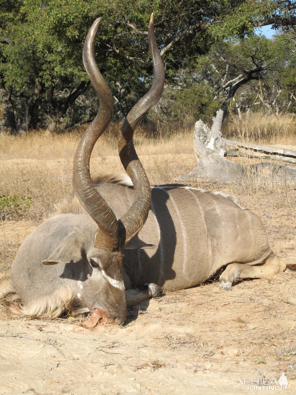 Kudu Hunt Shangani Zimbabwe