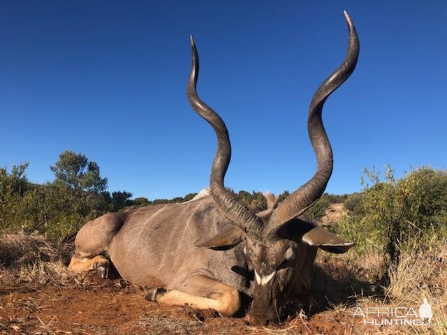 Kudu Hunt South Africa