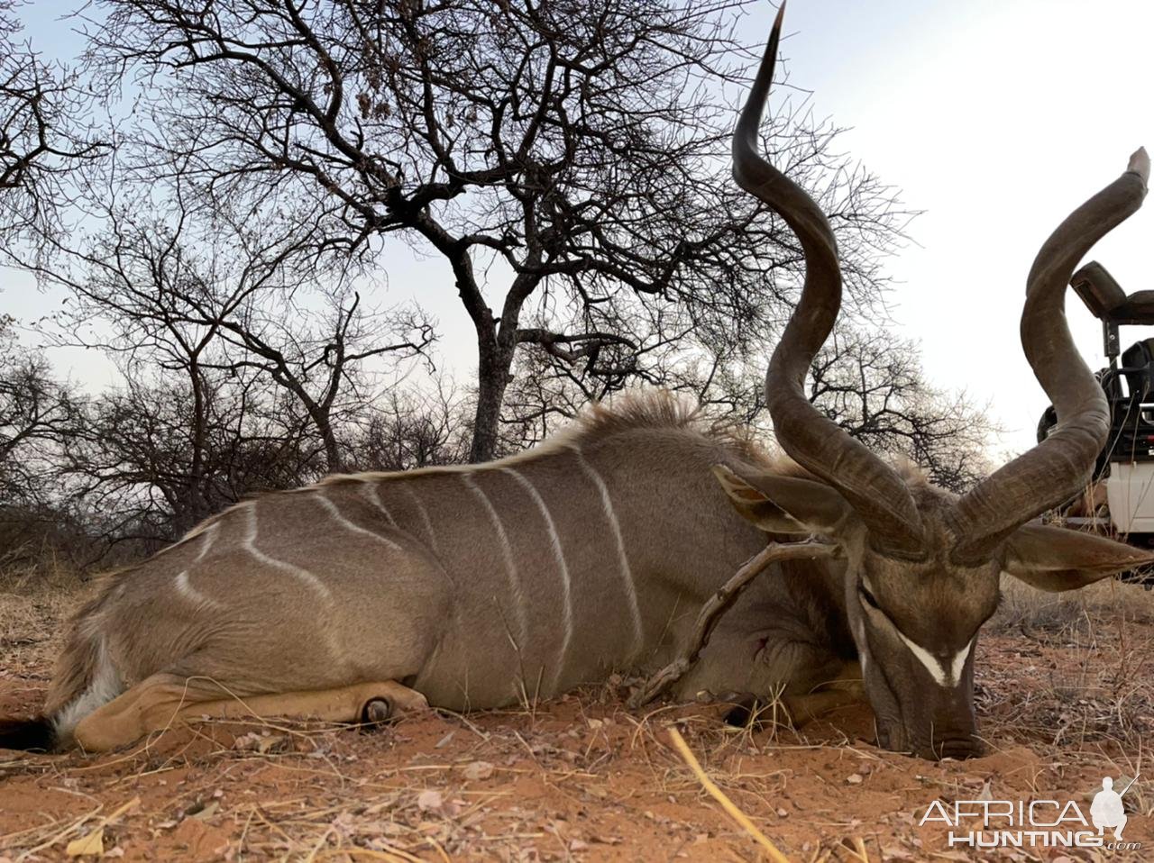 Kudu Hunt South Africa | AfricaHunting.com