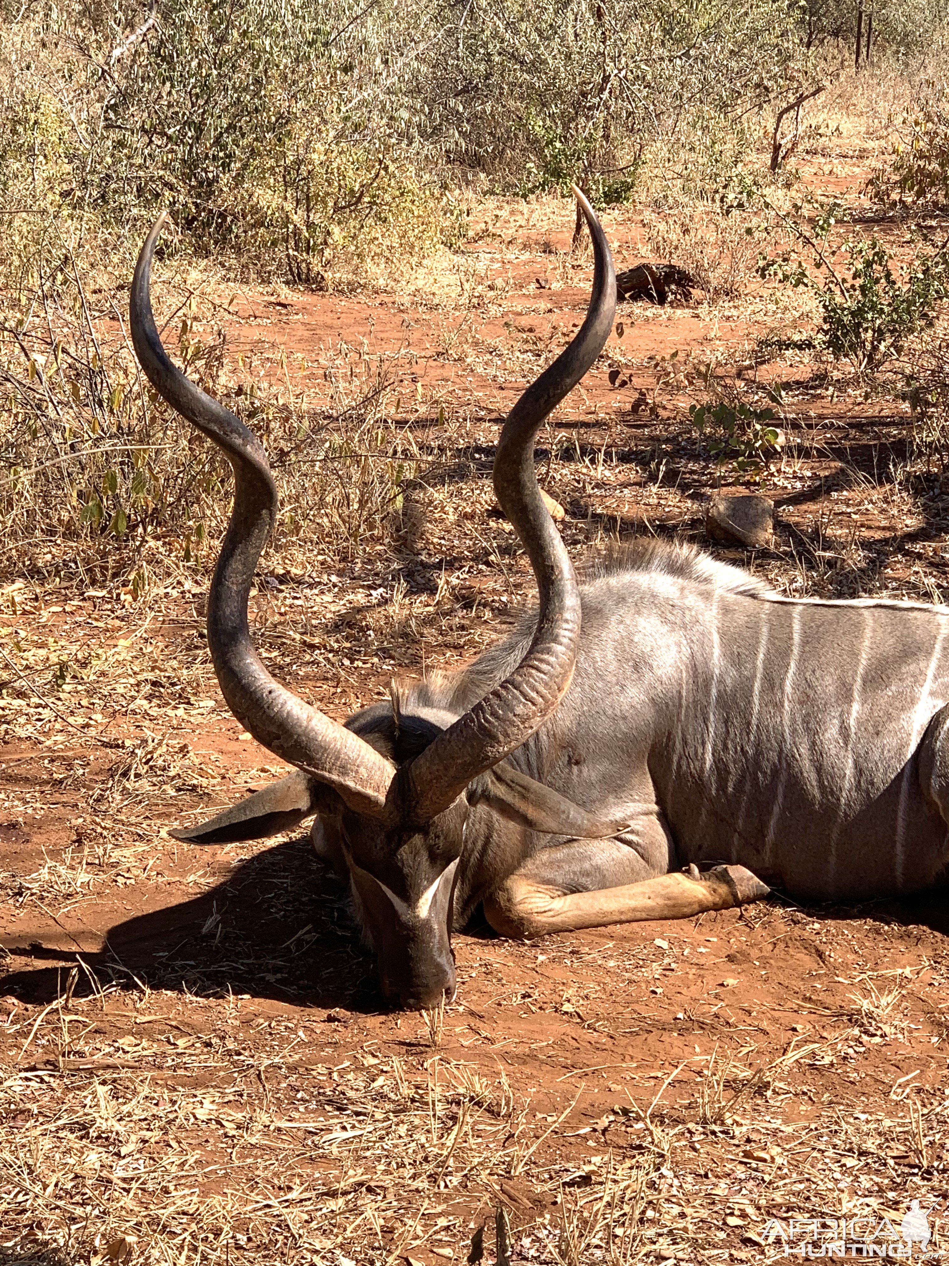 Kudu Hunt South Africa