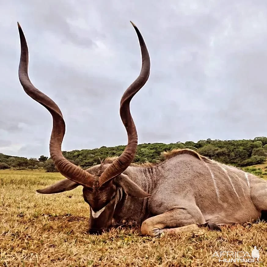 Kudu Hunt South Africa