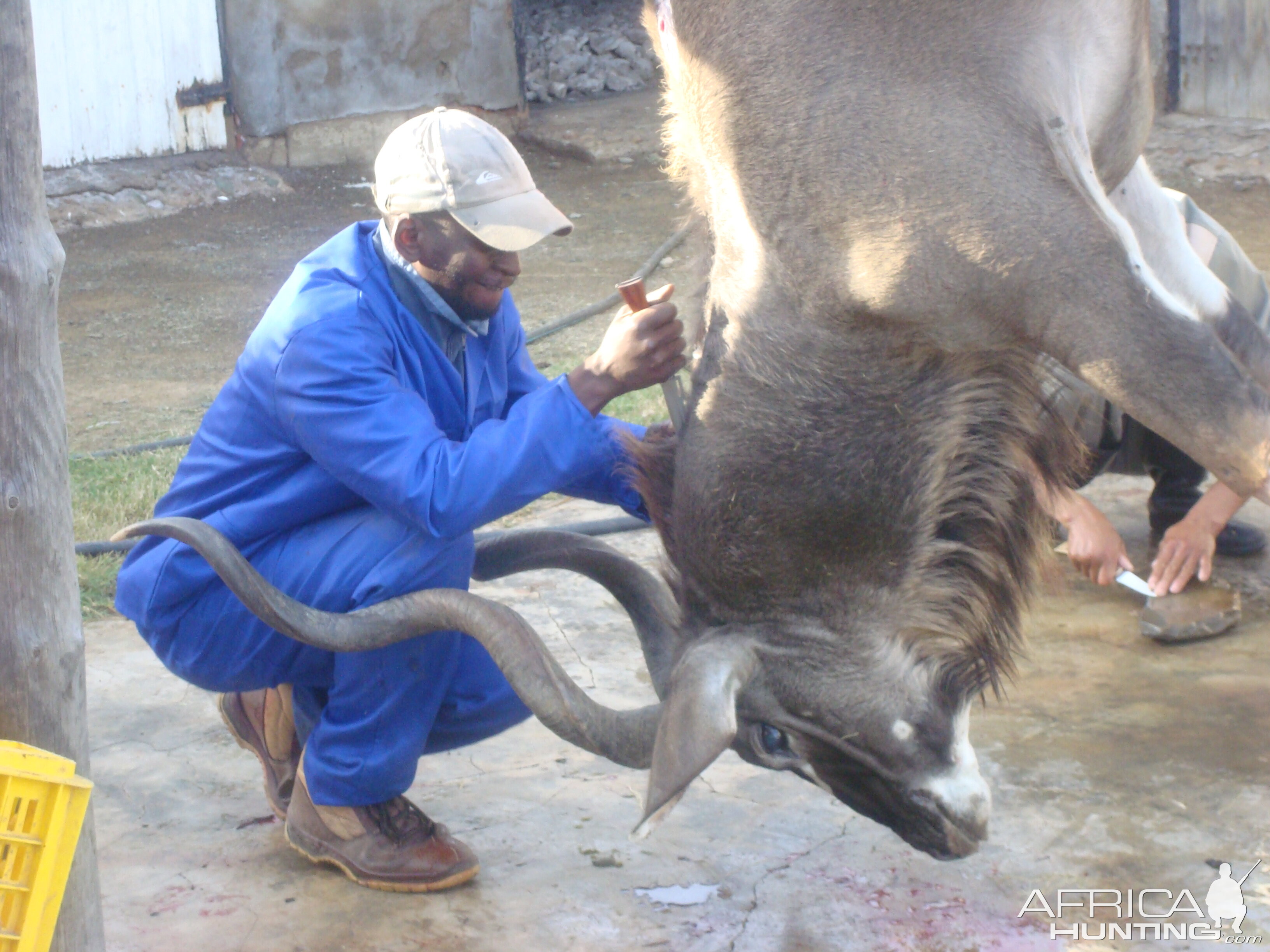 Kudu Hunt South Africa