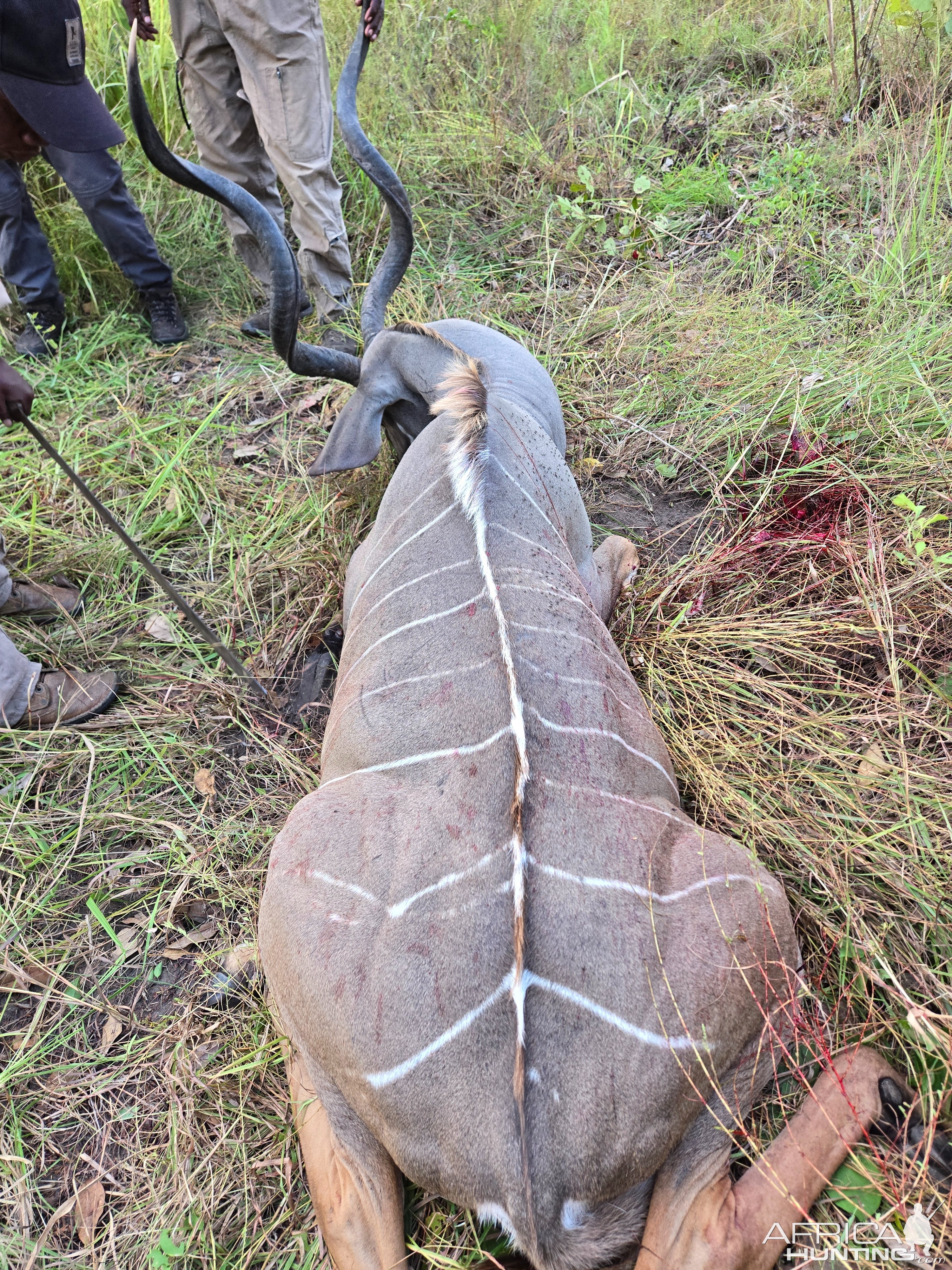 Kudu Hunt Tanzania