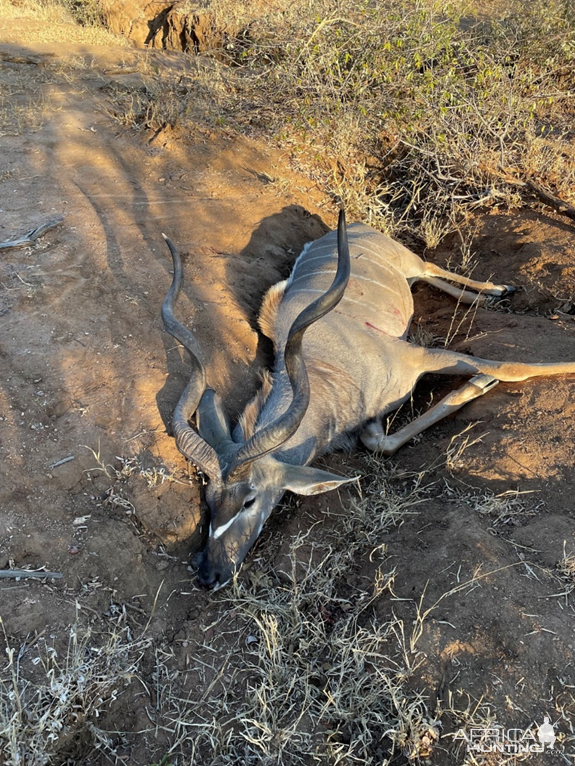 Kudu Hunt Zimbabwe