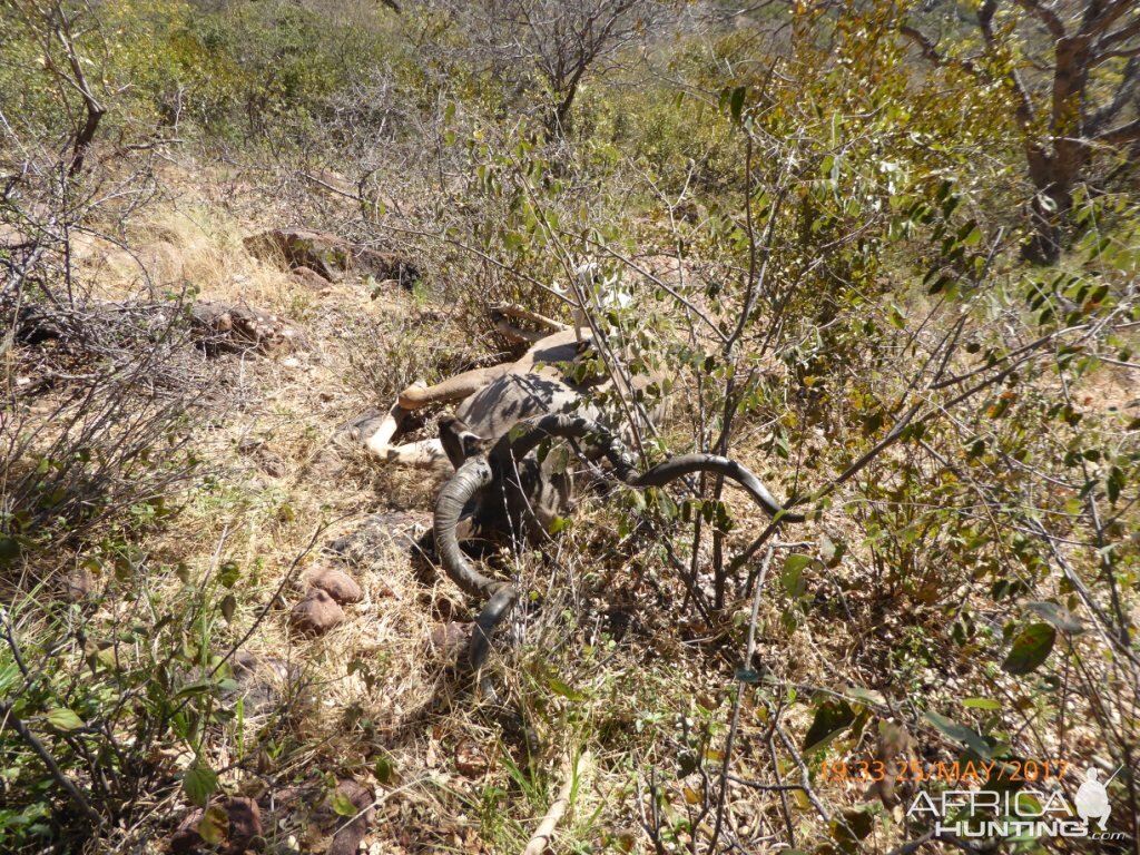 Kudu Hunt