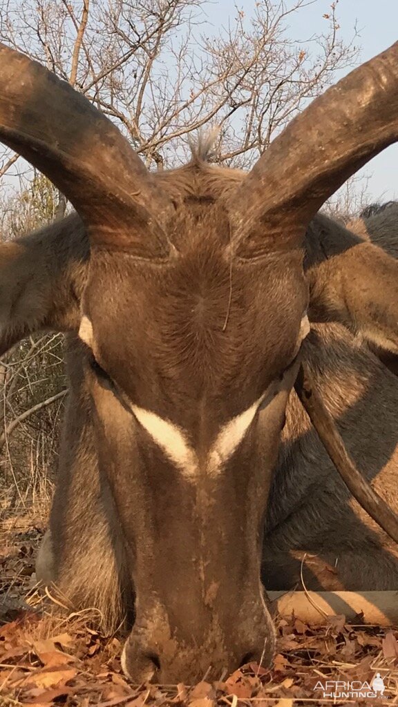 Kudu Hunt