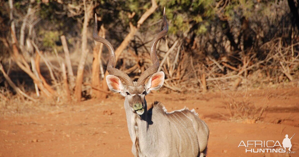 Kudu hunted with Wintershoek Johnny Vivier Safaris